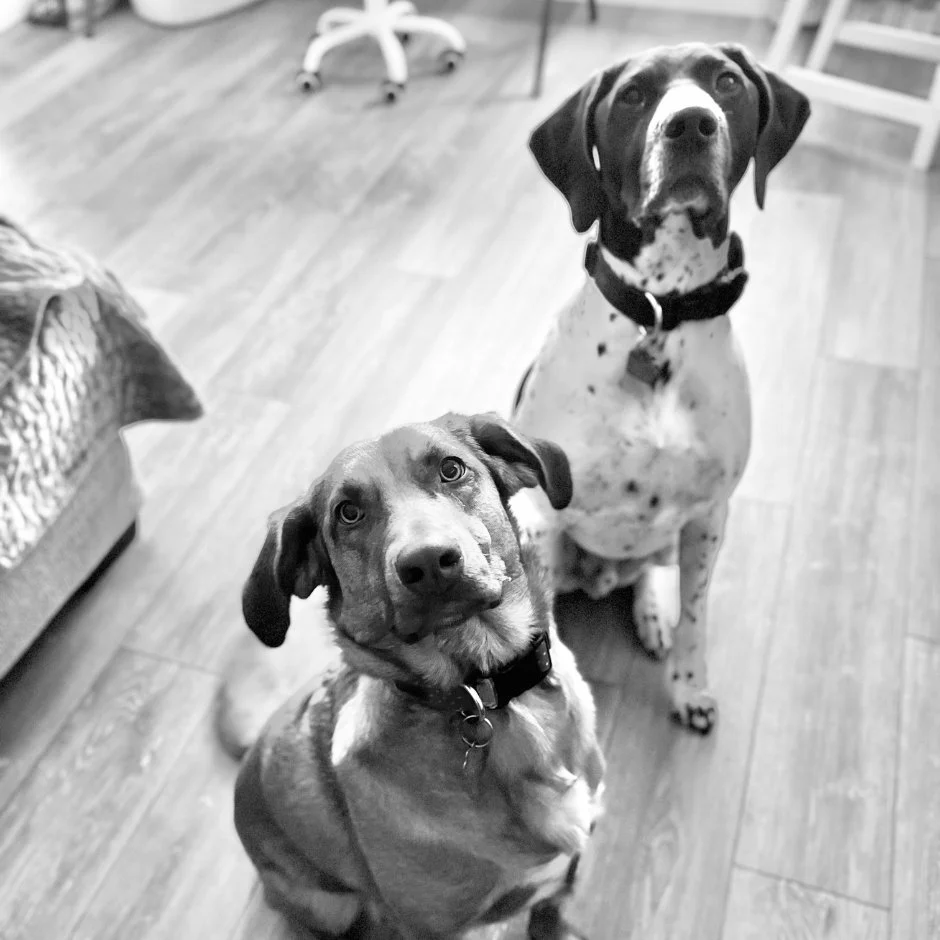A close-up of a chicken in the foreground, with several other chickens in the background inside a wooden coop.