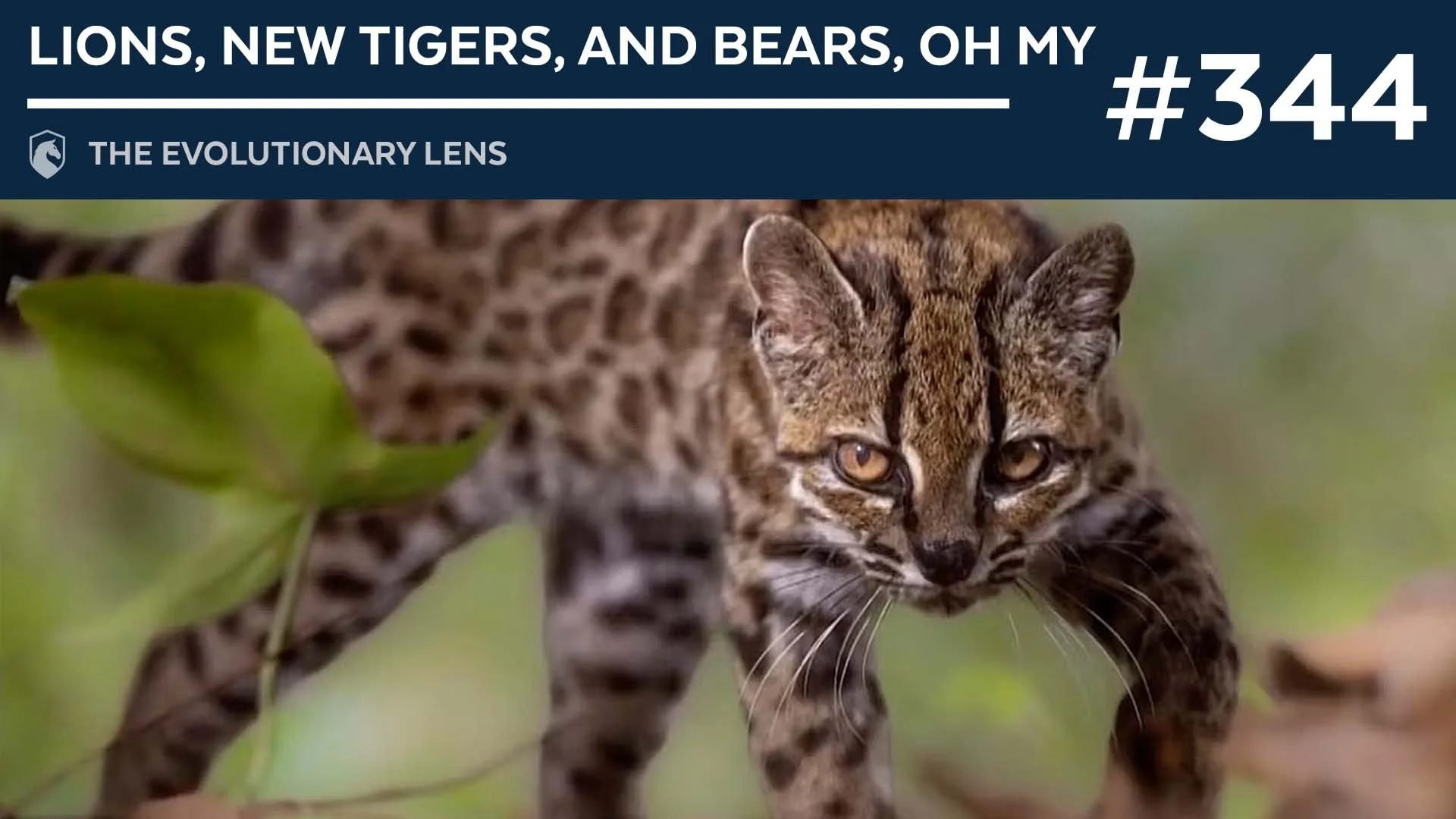 Lions, New Tigers, and Bears, oh my: The 344th Evolutionary Lens with Bret Weinstein and Heather Heying