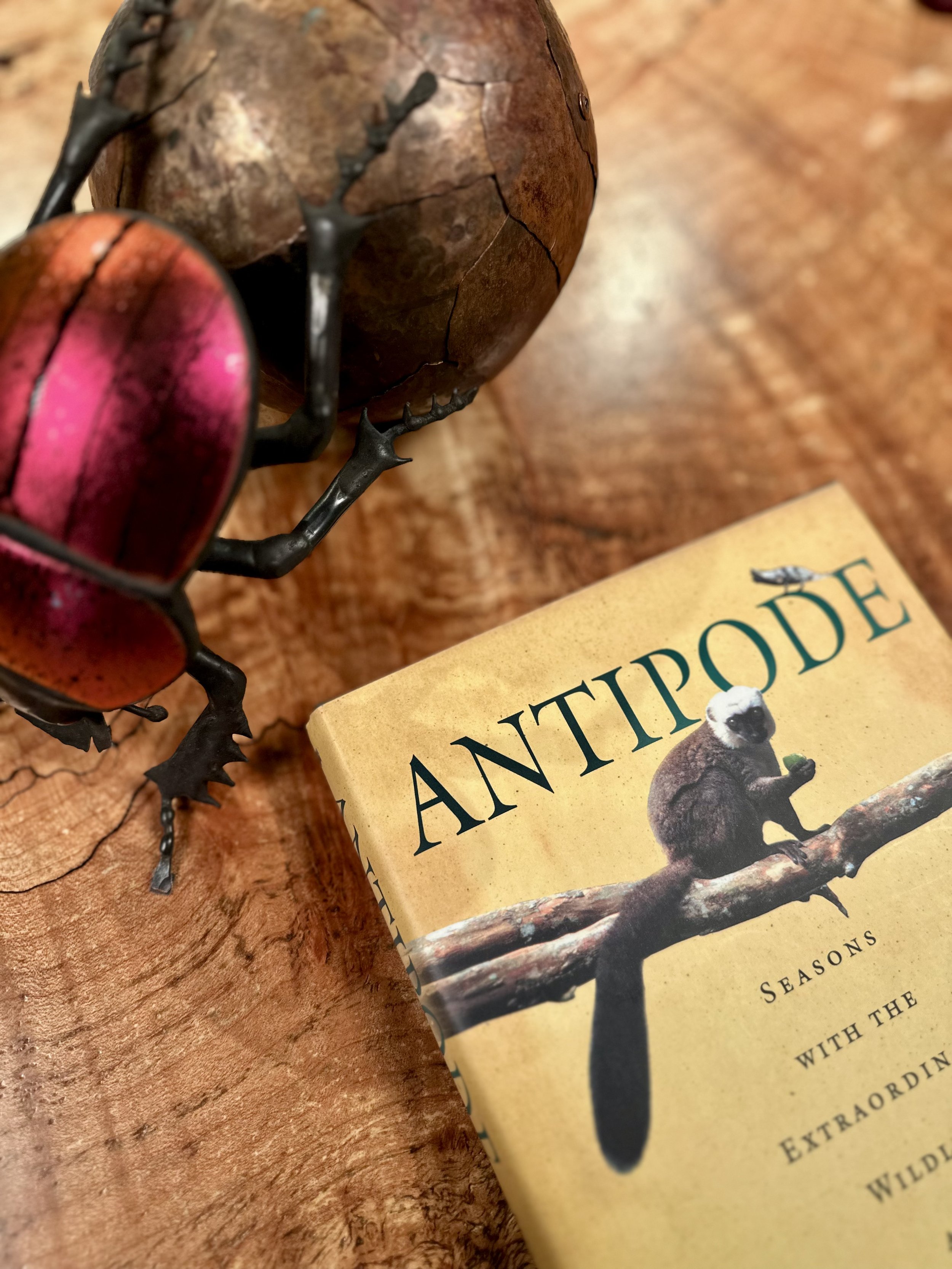 Antipode Beetle.jpeg