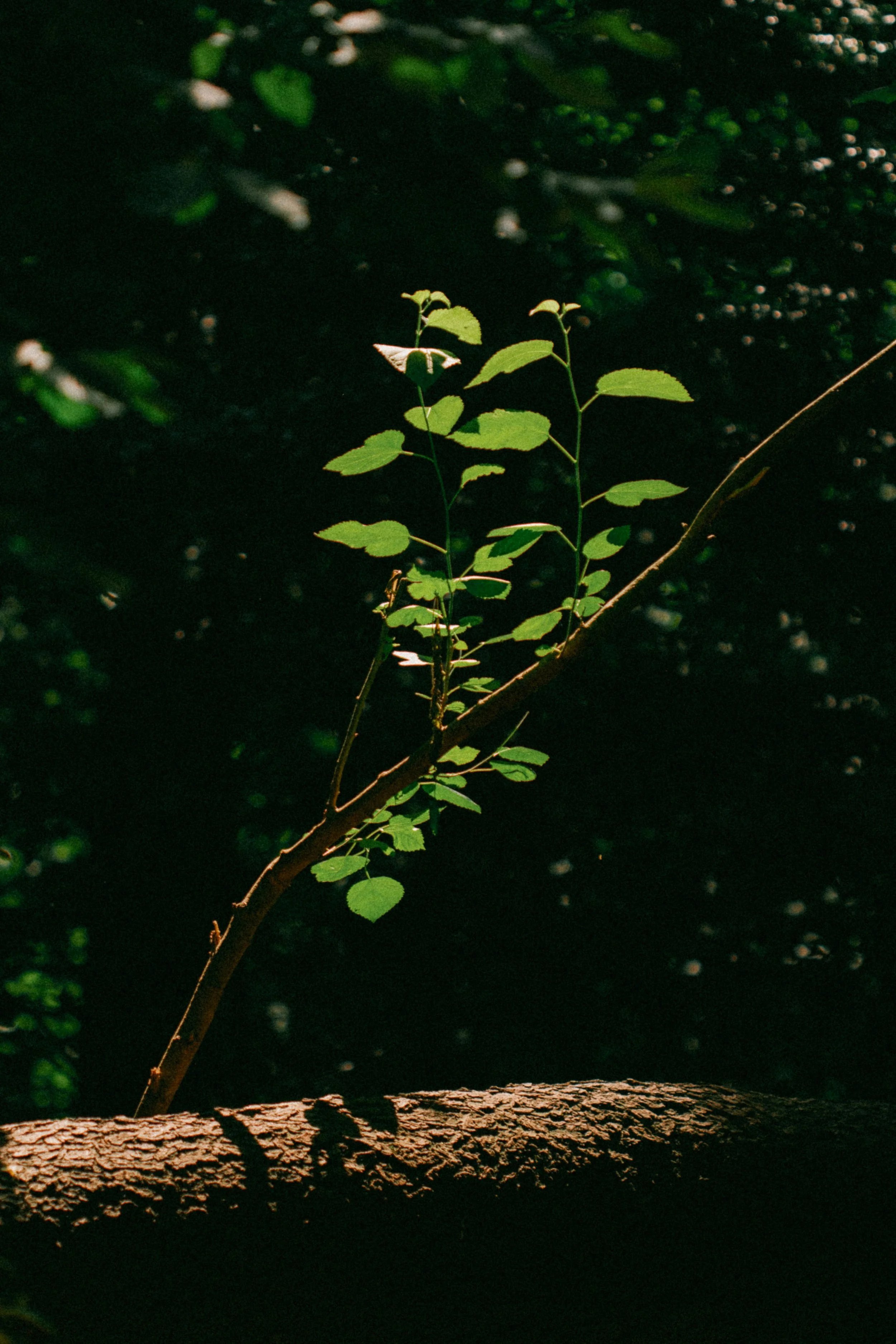 Young green leaves on a small branch growing from a weathered tree trunk, with sunlight filtering through a dark, blurred background of foliage.