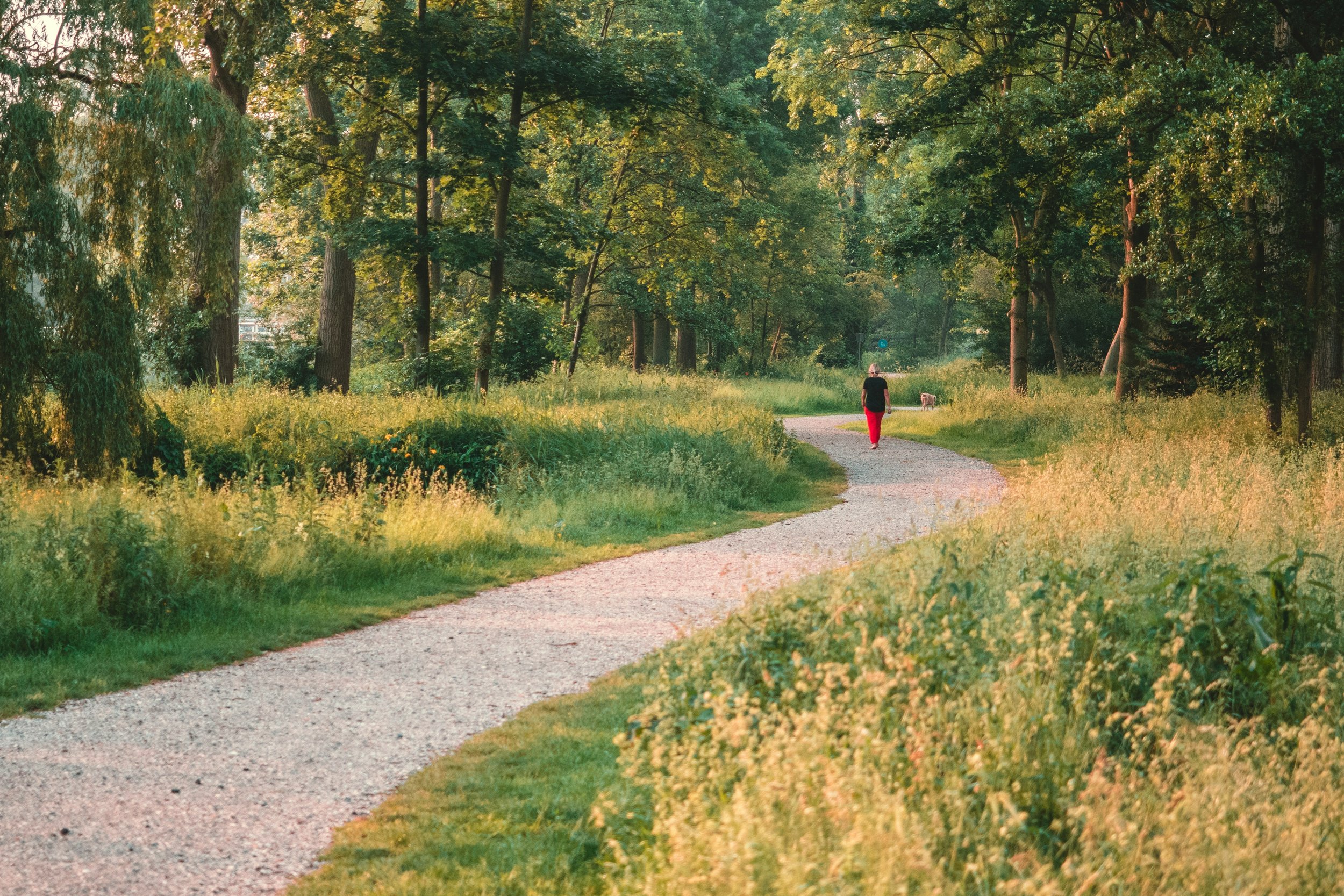 A person walks along a winding gravel path in a lush green forest during daytime, with a dog in the distance.