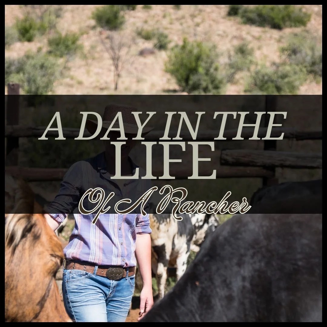 A Day in the Life of a Rancher: What It Takes to Bring Quality Meat to Your Table