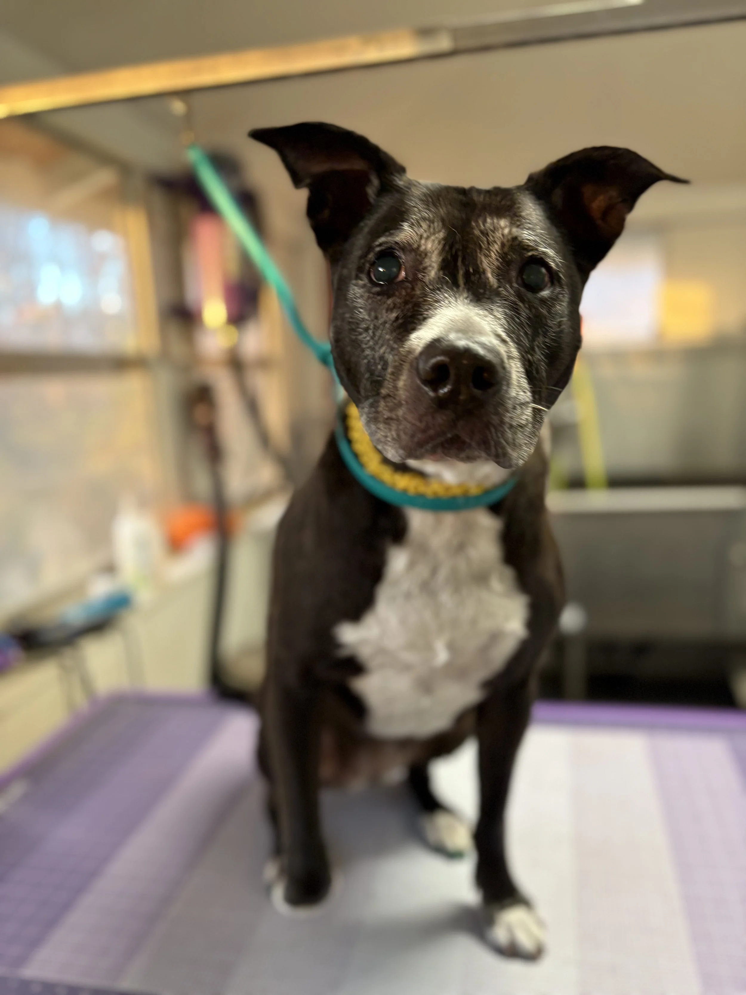 A black and white dog with a white chest and face markings stands on a grooming table at The Laundromutt looking directly at the camera.