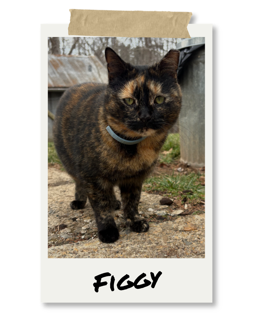 Tortoiseshell cat named Figgy standing outdoors on a rough surface, looking at the camera.