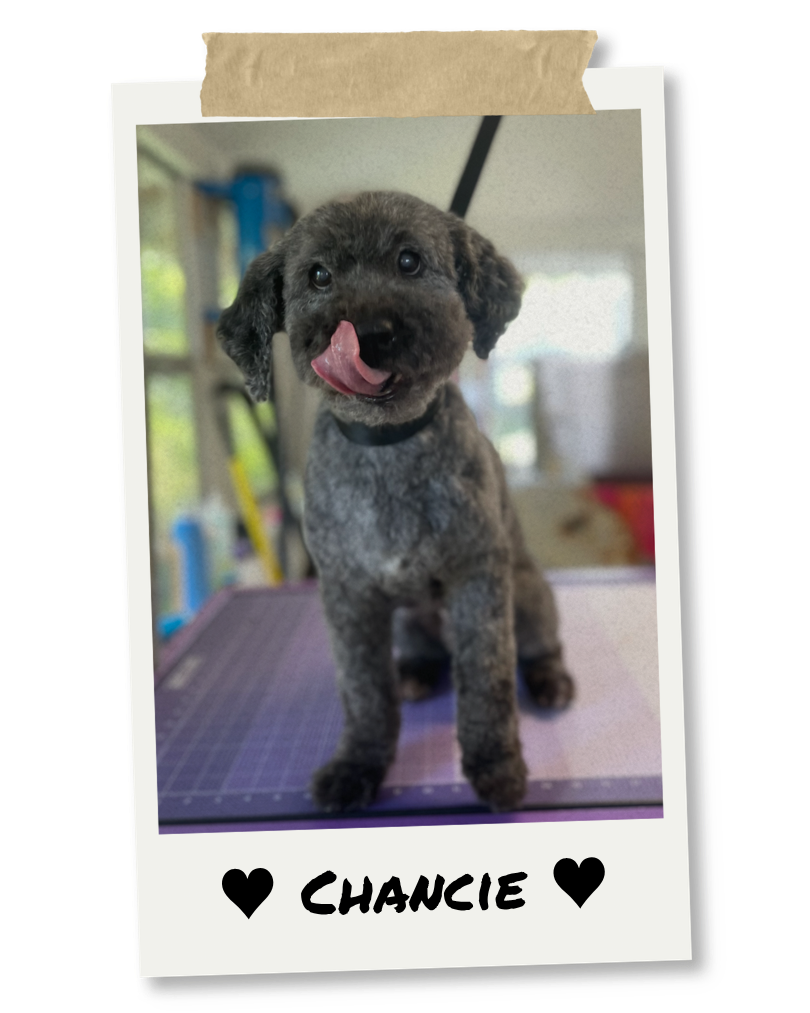 A cute puppy with gray and black fur, sticking out its tongue, sitting on a purple grooming table. The photo is framed like a Polaroid with the name "Chancie" written at the bottom, decorated with black hearts.