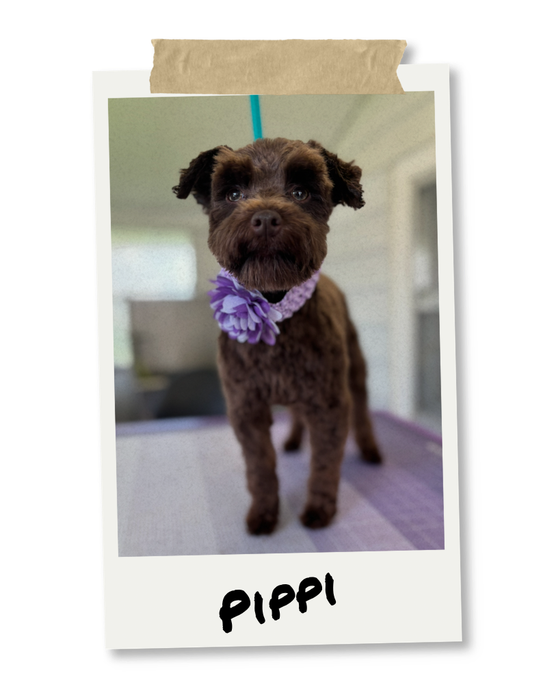 Photo of a brown dog with a purple flower collar, looking at the camera, with the name "Pippi" handwritten underneath.