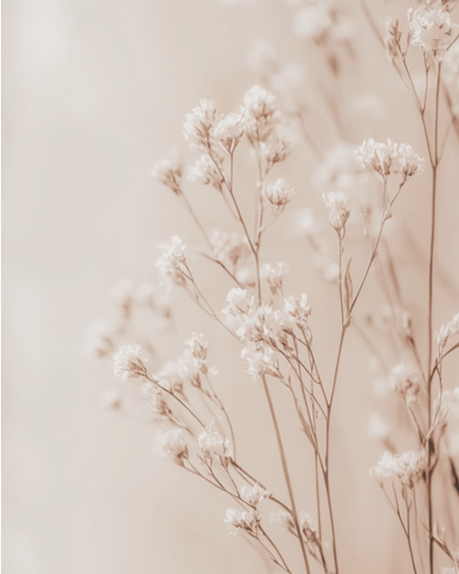Delicate sepia-toned baby’s breath flowers