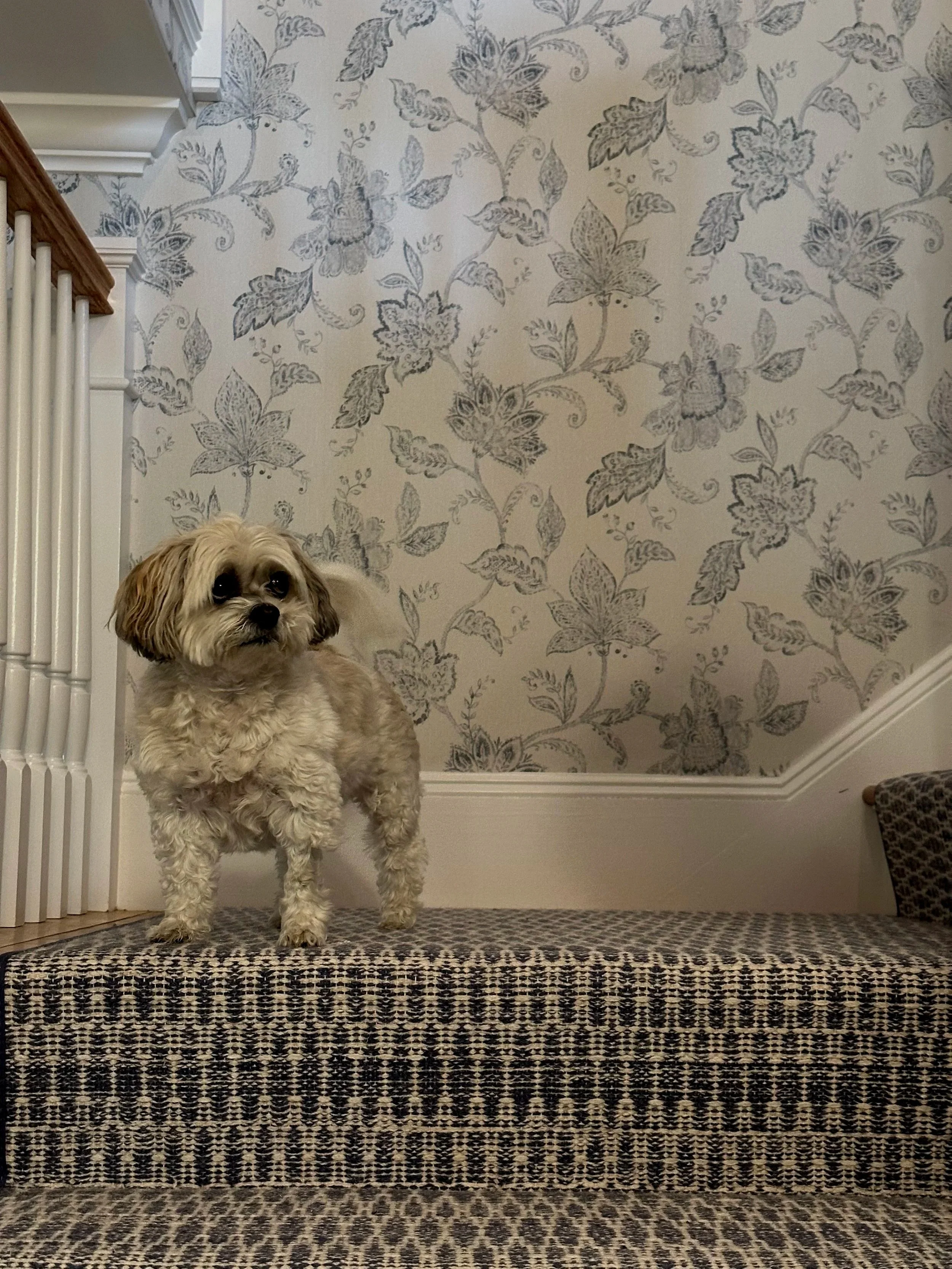 A small, fluffy dog with light and dark brown fur standing on a carpeted staircase with a floral wallpaper background.