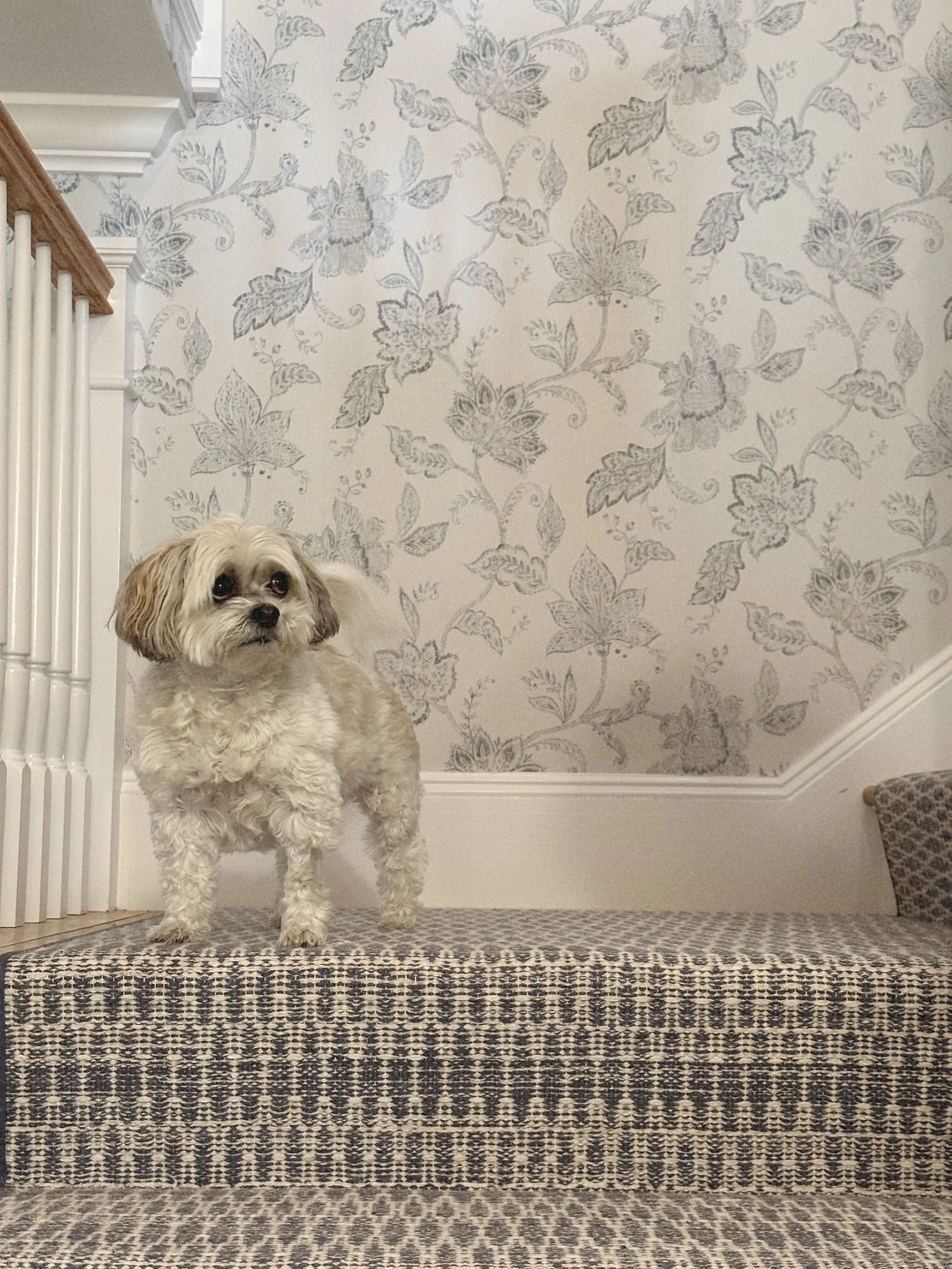 A small, fluffy, cream-colored dog standing on a patterned staircase runner with a floral wallpaper background.