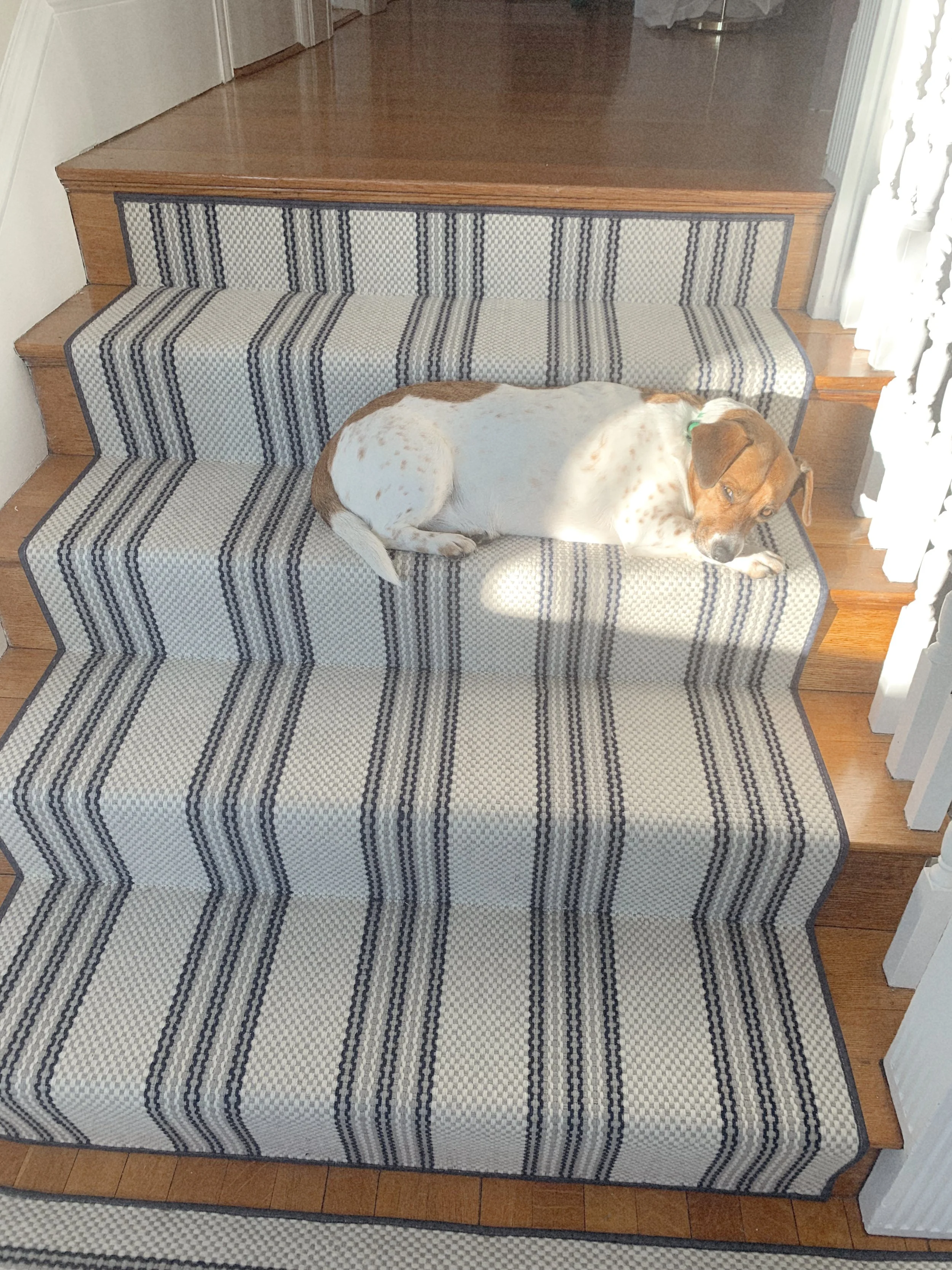A dog lying on a staircase with a striped carpet runner, illuminated by sunlight coming through a nearby window with white curtains.