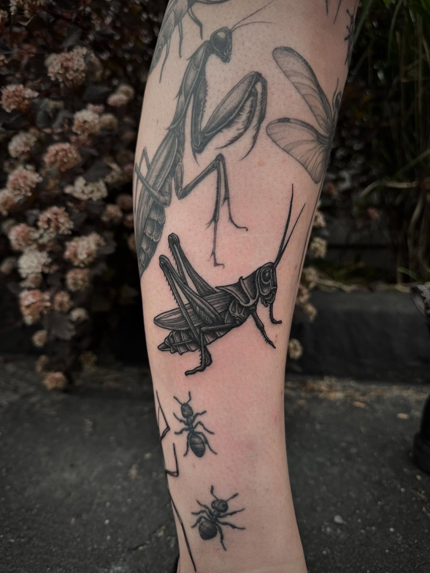 Just a little guy for today. Megan has a leg of bugs that a collection of artist have done work on. Always happy to add to it. Bug tattoos are always a hell yes from me&hellip;
.
.
.
.
.
.
.
.
.
.
.
.
.
.
#grasshoppers #bugtattoos #mainetattooers #ma