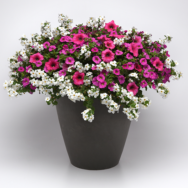 Mixmaster_Rose_everyday_improved_Pot on Sweep.png