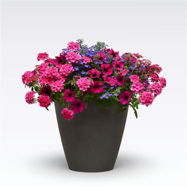 MixMasters™ Fashionista