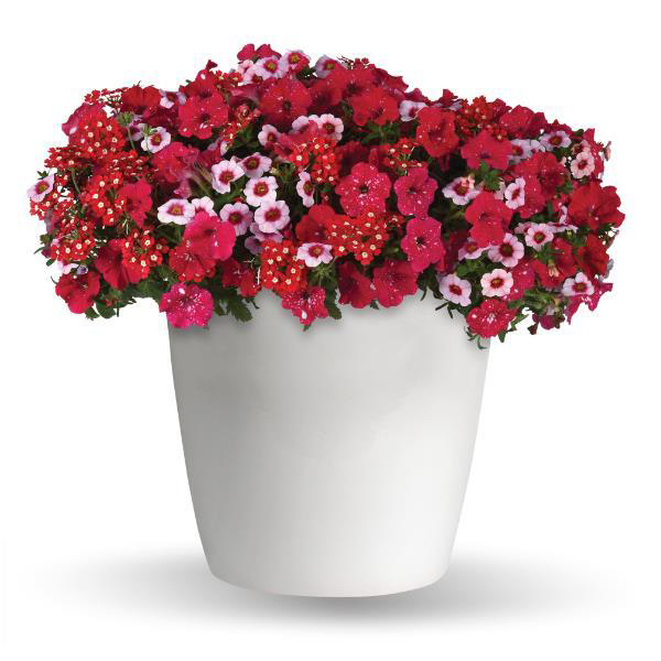 Trixi® Romance in Bloom