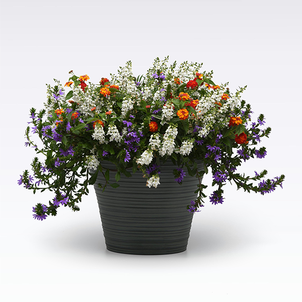 MixMasters™ Bloom Of Allegiance