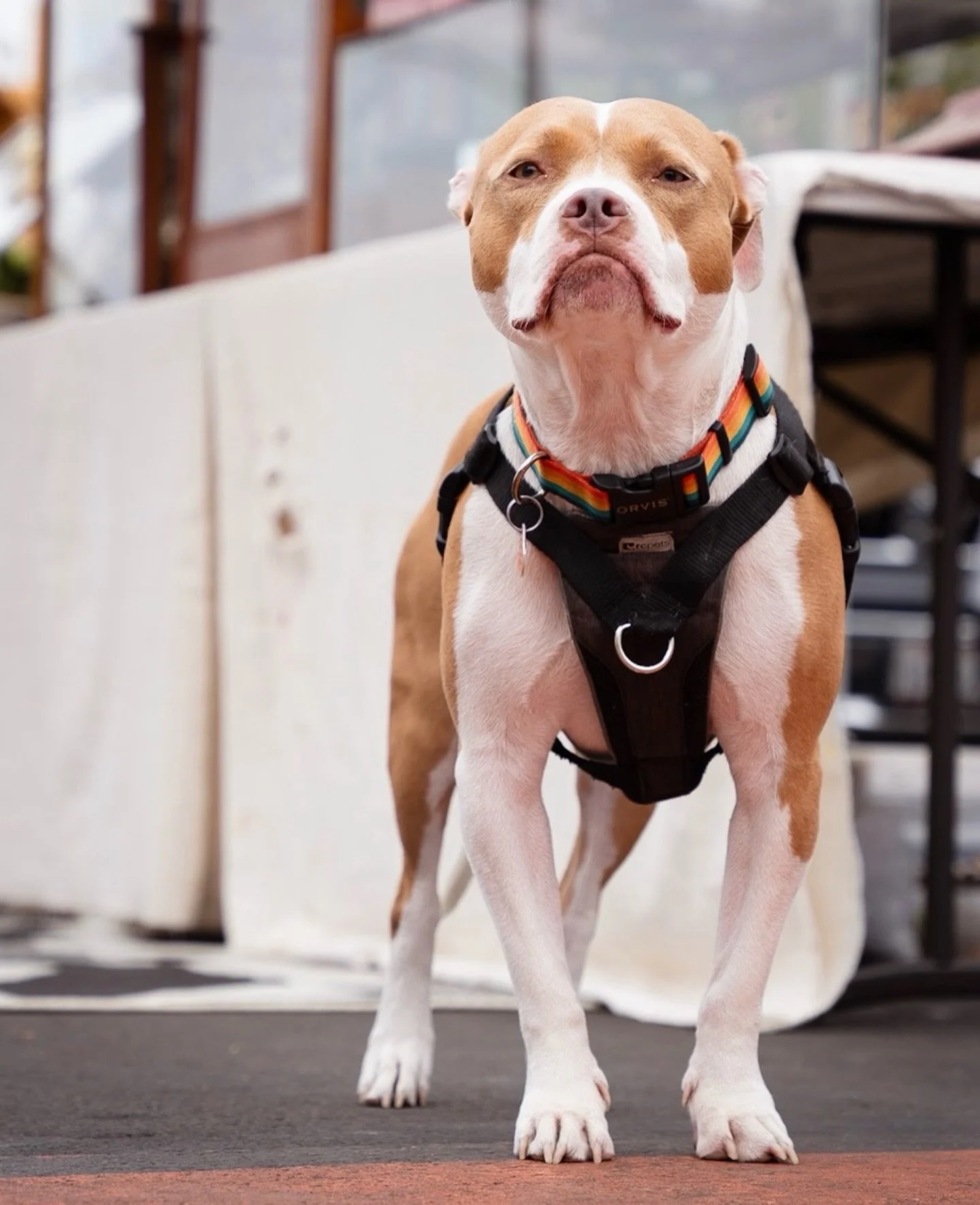 Too all who missed Rizzo yesterday, she missed you, too! 

Happy MLK Day! 

#rizzothedog #mlkday #goodboyjewelry