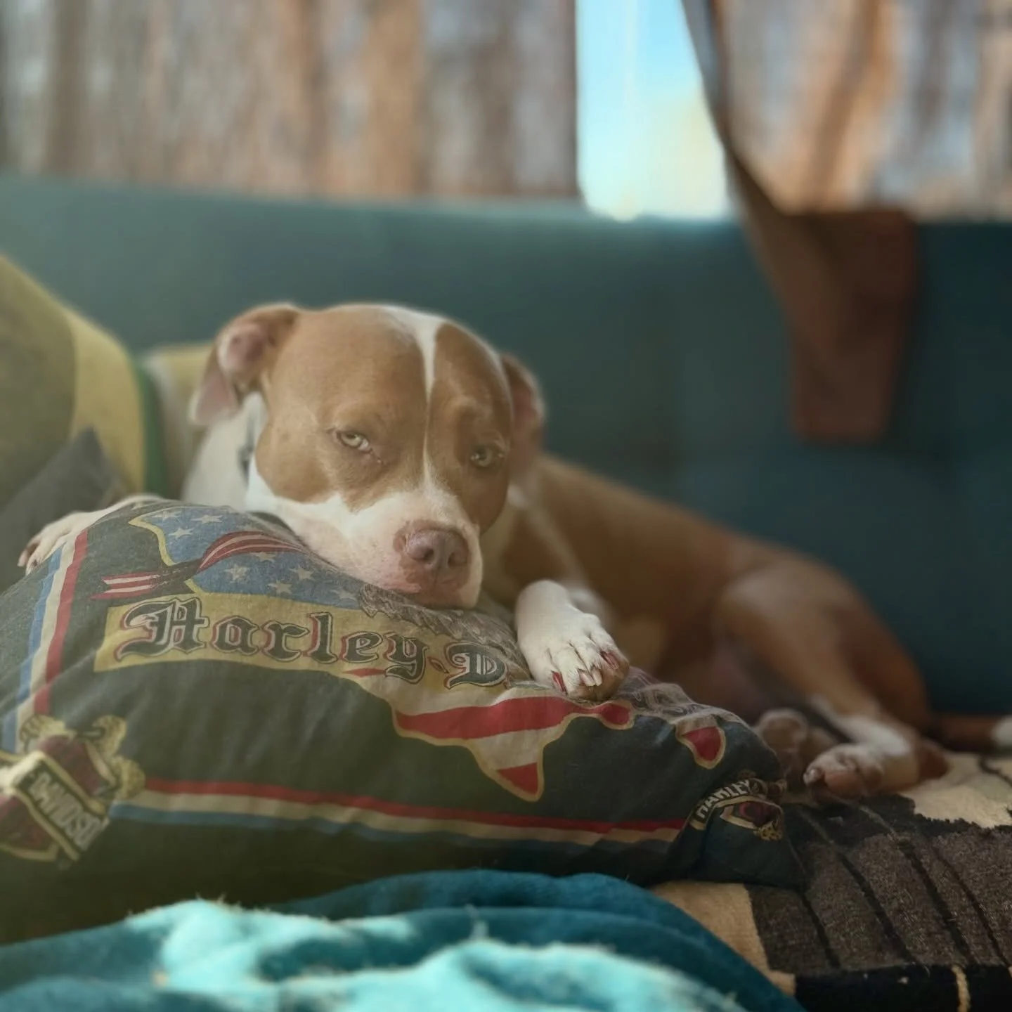 We&rsquo;ve been home sick since Sunday! This sweet girl sticks with me through the roughest of times. At least we have a big weekend to make up for all this downtime! 

Can&rsquo;t get enough of this love bug! 

See you this weekend! 

Saturday - @o