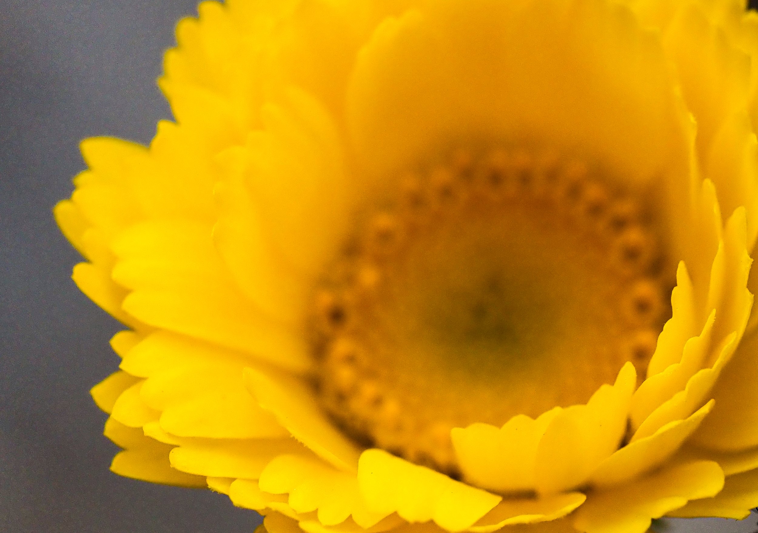 True Hue Business Consulting