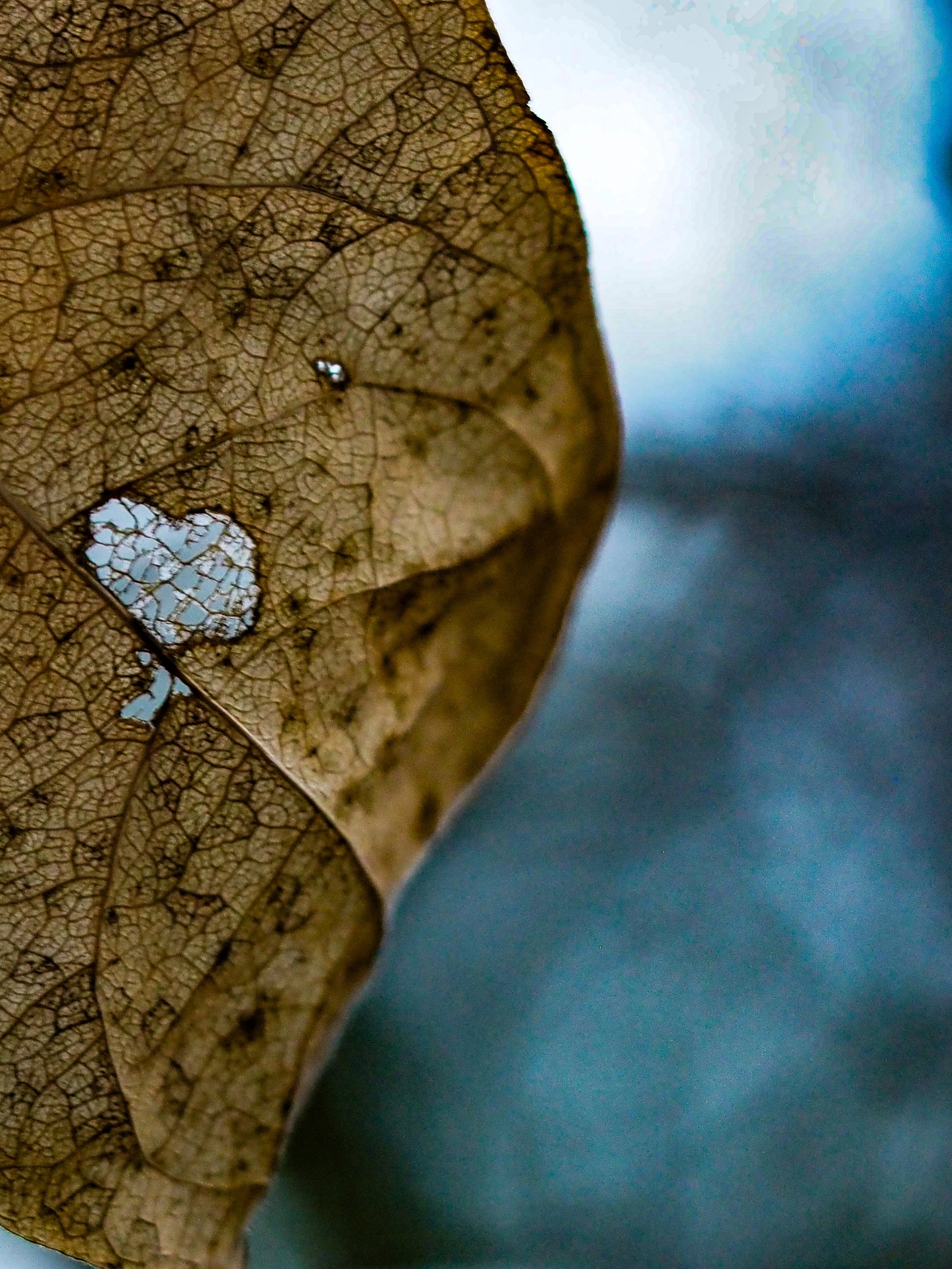 True Hue Business Coaching