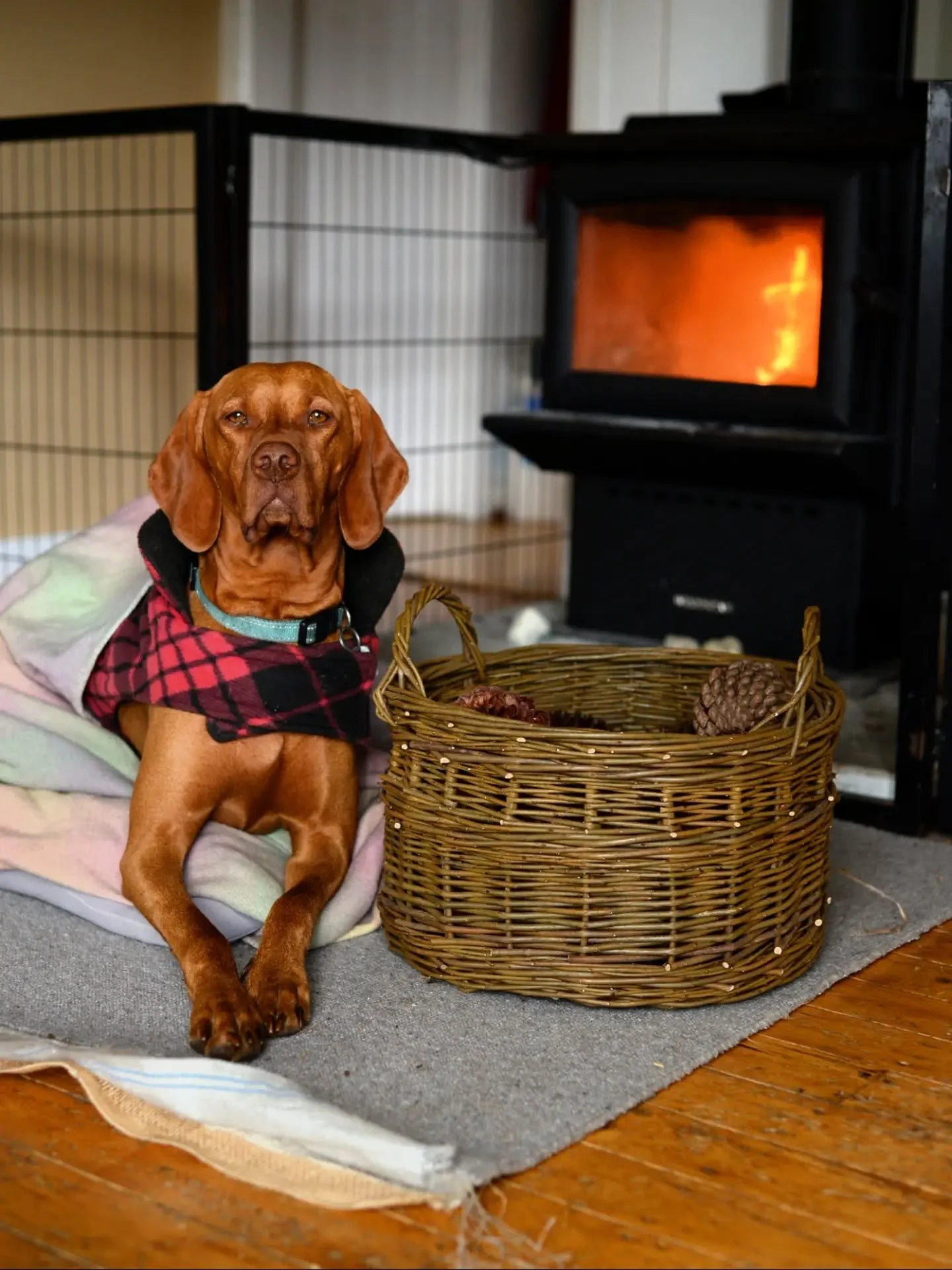 You can't buy happiness but you can buy a basket and that's pretty much the same thing 🥰

Side note: Vizslas also bring happiness but are not included in the purchase of any basket 🤪