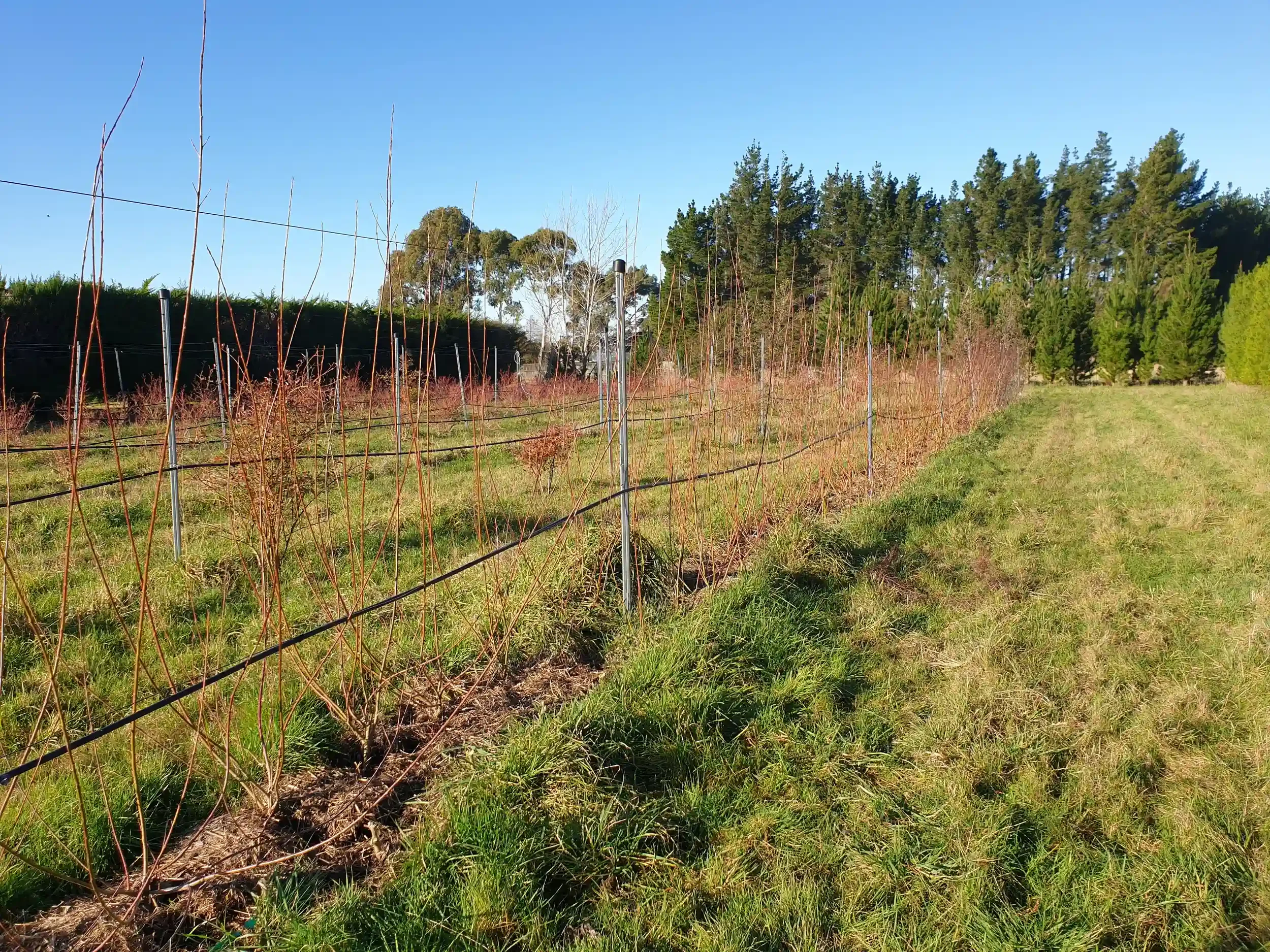Growing basketry willow in North Canterbury, New Zealand