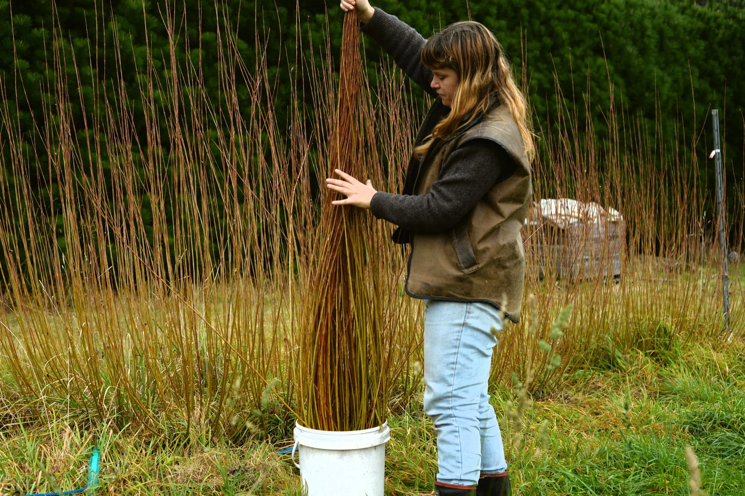 A Big Willow-Filled Adventure Begins!