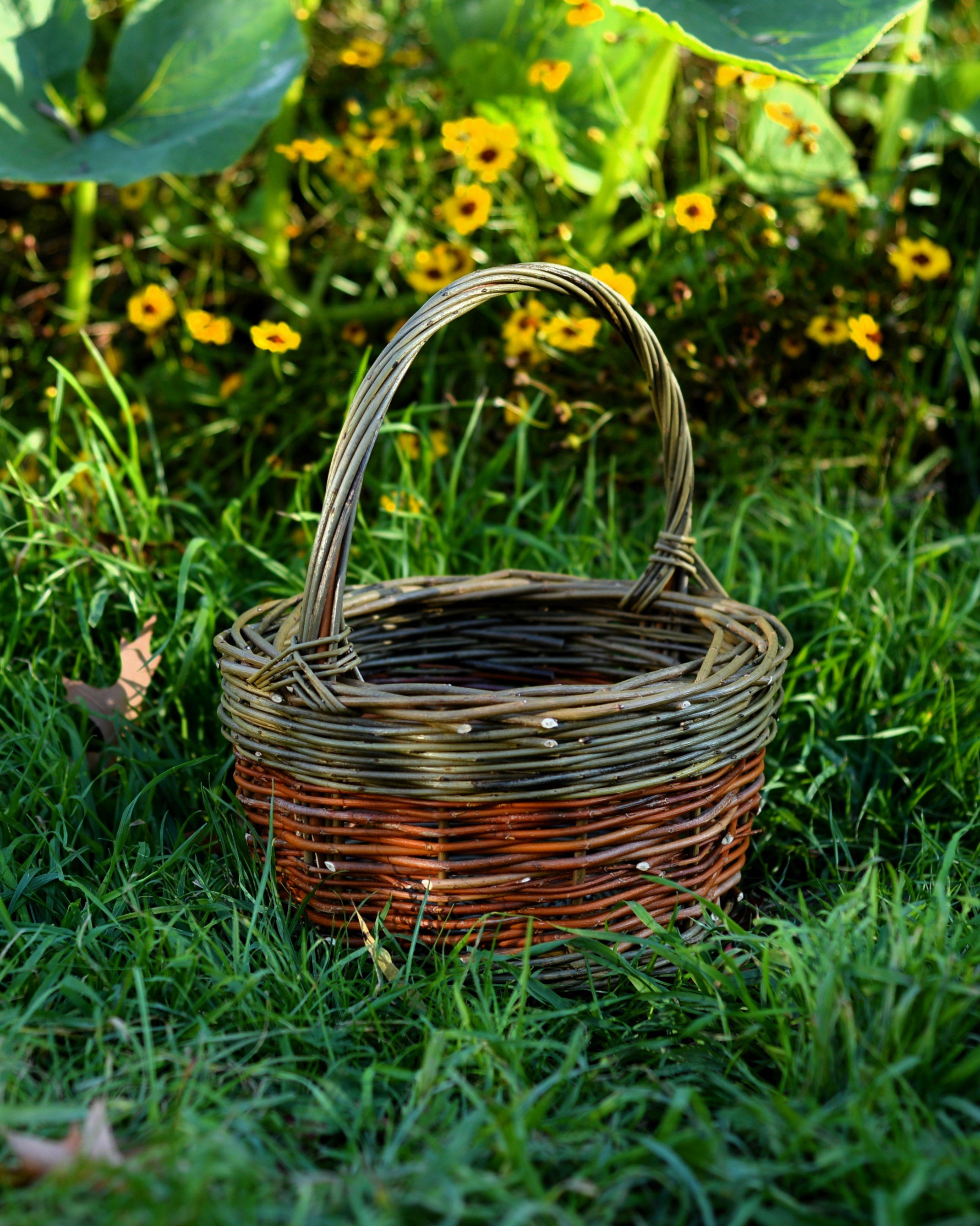 willow foraging basket