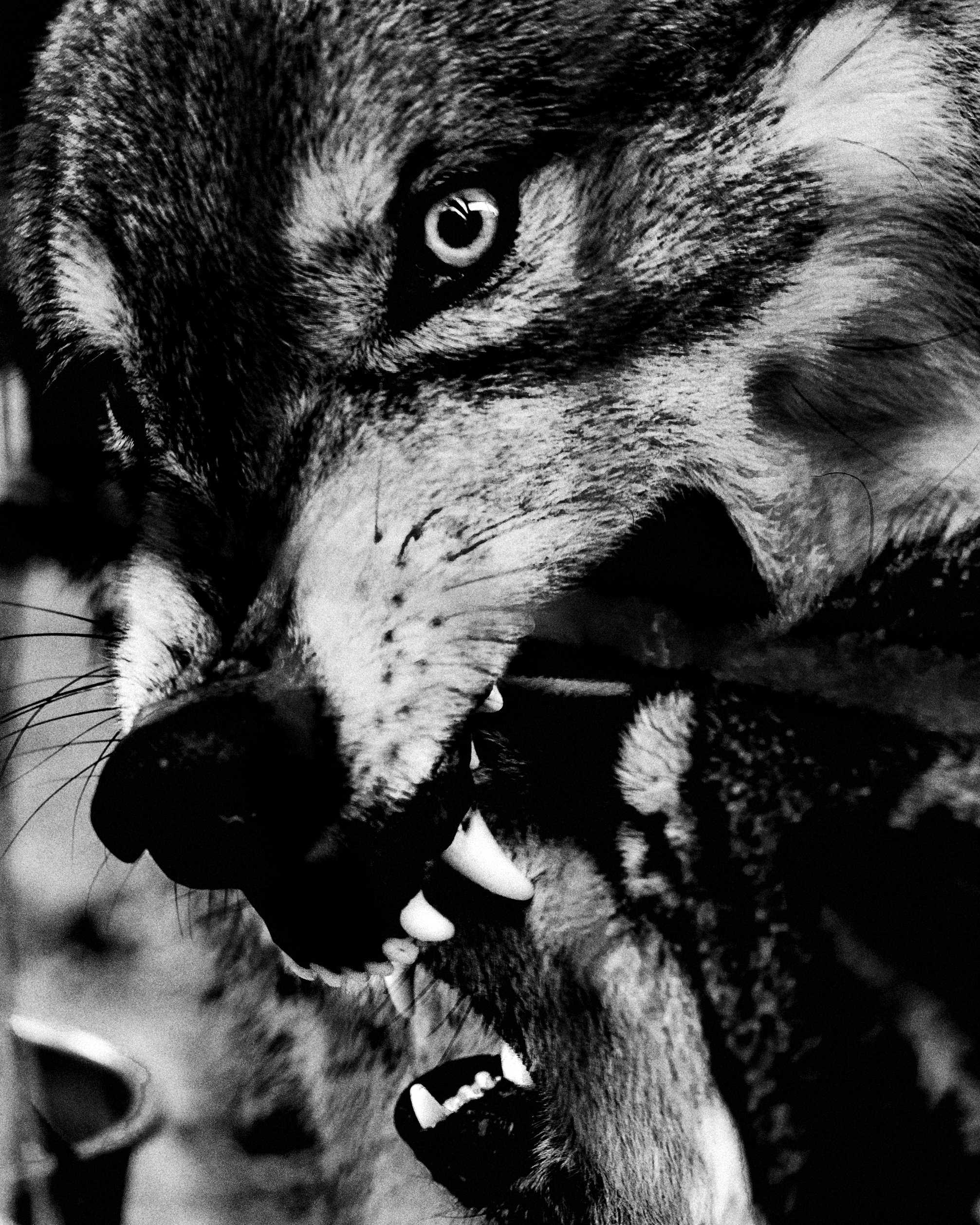 Southern Ohio Wolf Sanctuary, October 2025.