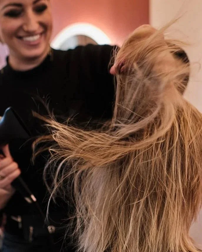 Eine Frau frisiert langes, blondes Haarkaninchen unter Verwendung eines Föhns.