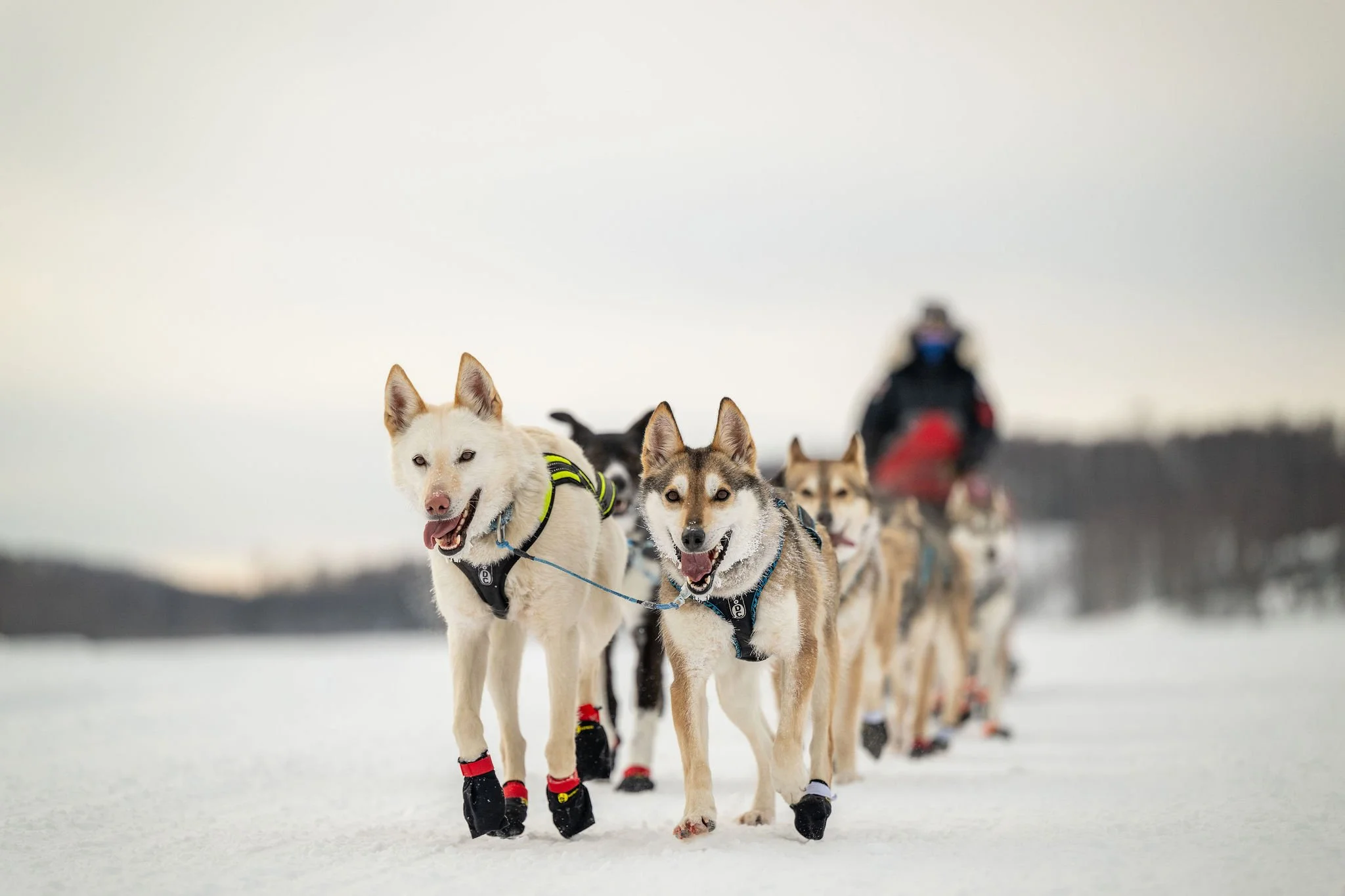 ©WhitneyMcLaren_2026_SuDog_Finish-8710.jpg