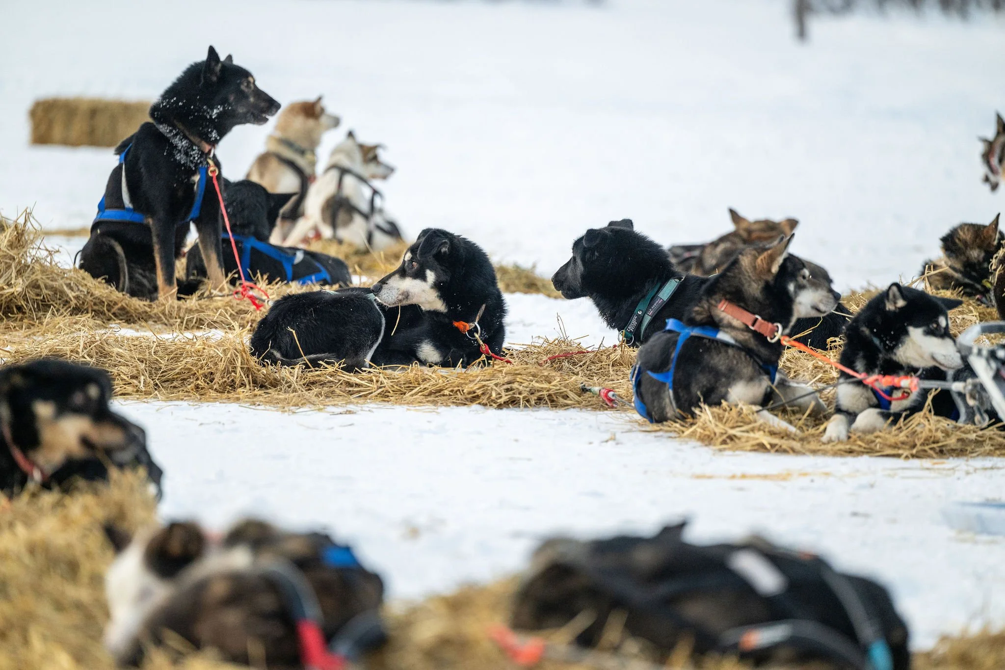 ©WhitneyMcLaren_2026_SuDog_forks-7969.jpg