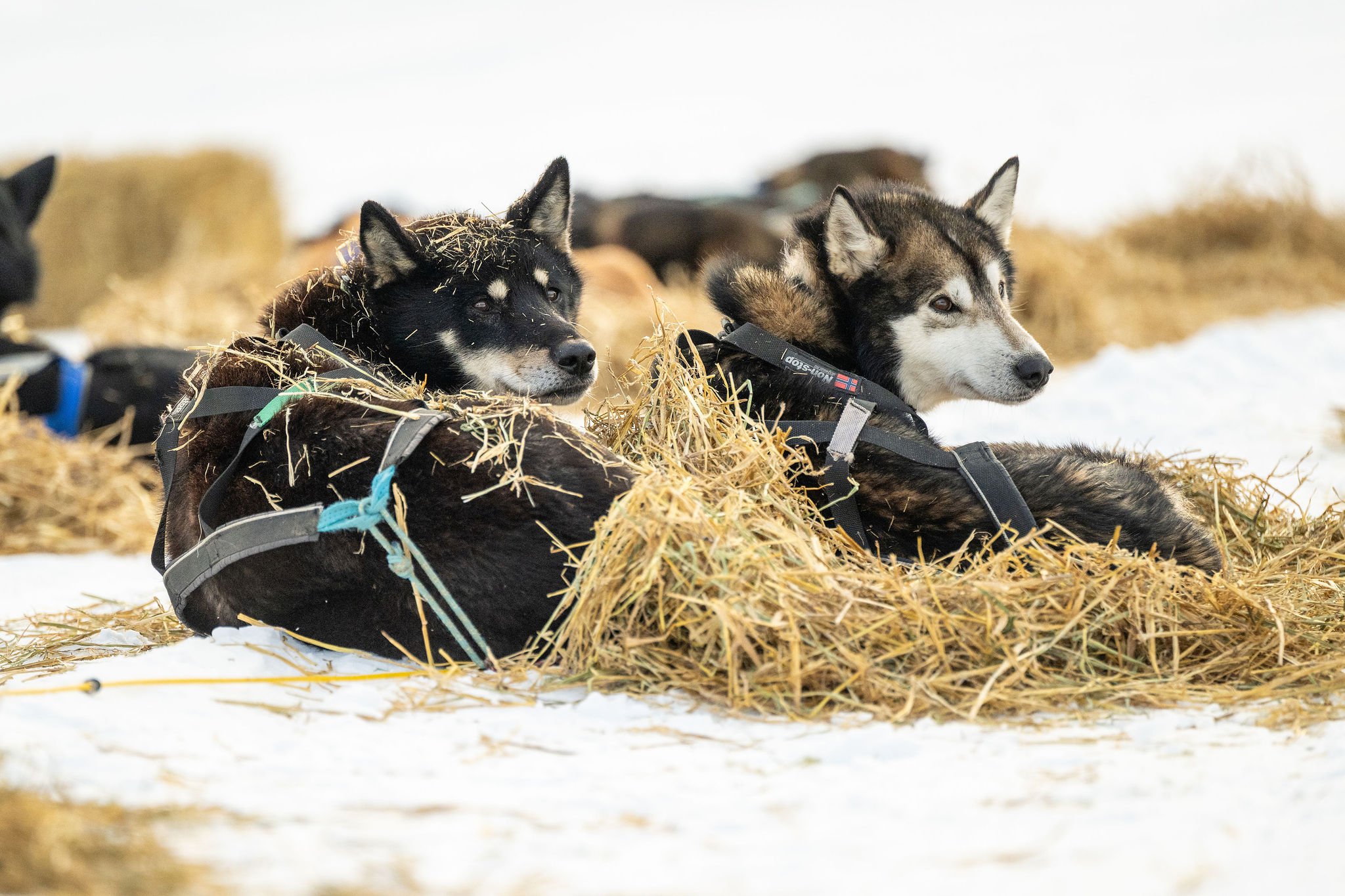 ©WhitneyMcLaren_2026_SuDog_forks-8044.jpg