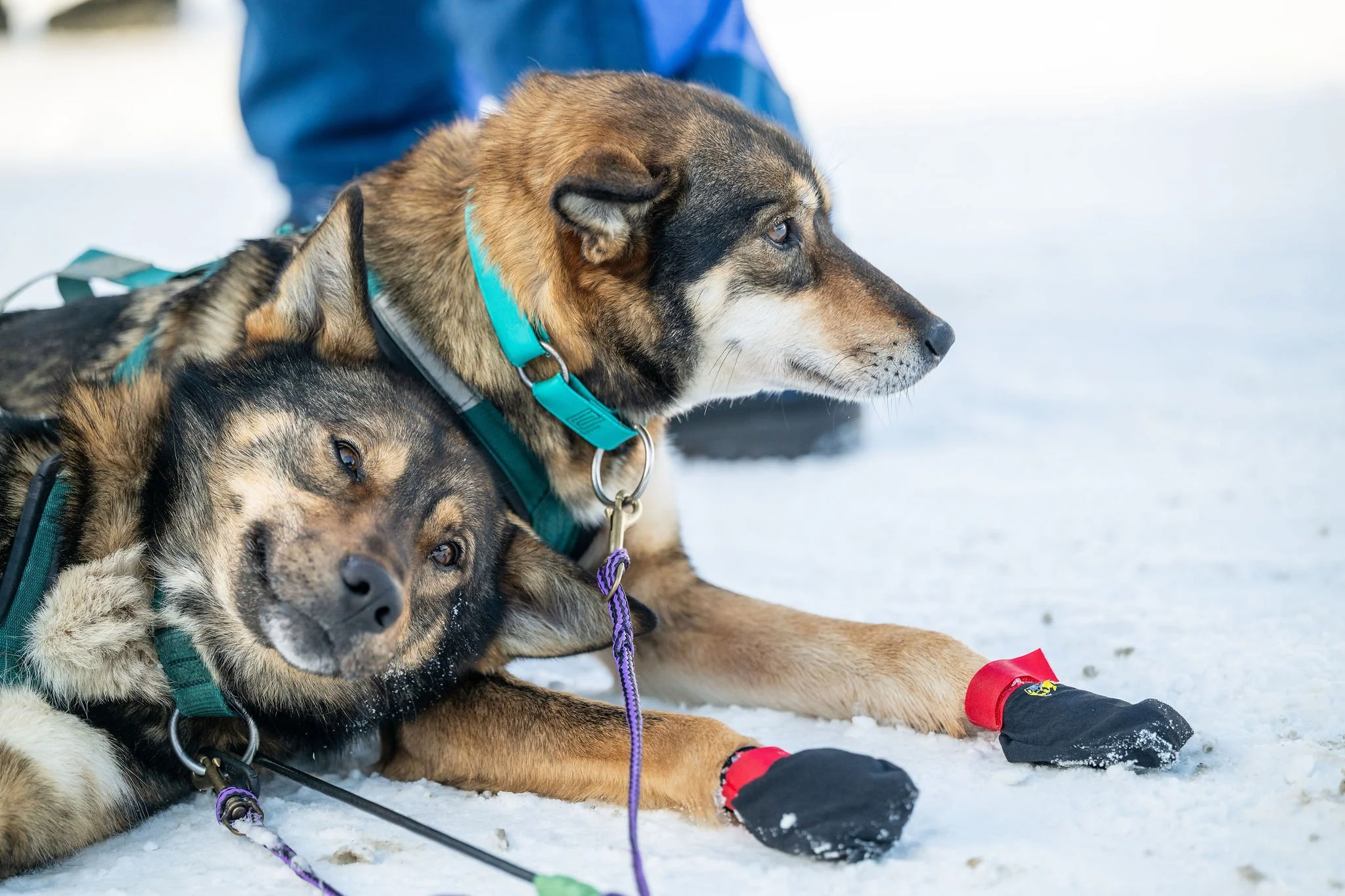 ©WhitneyMcLaren_2026_SuDog_Finish-9283.jpg