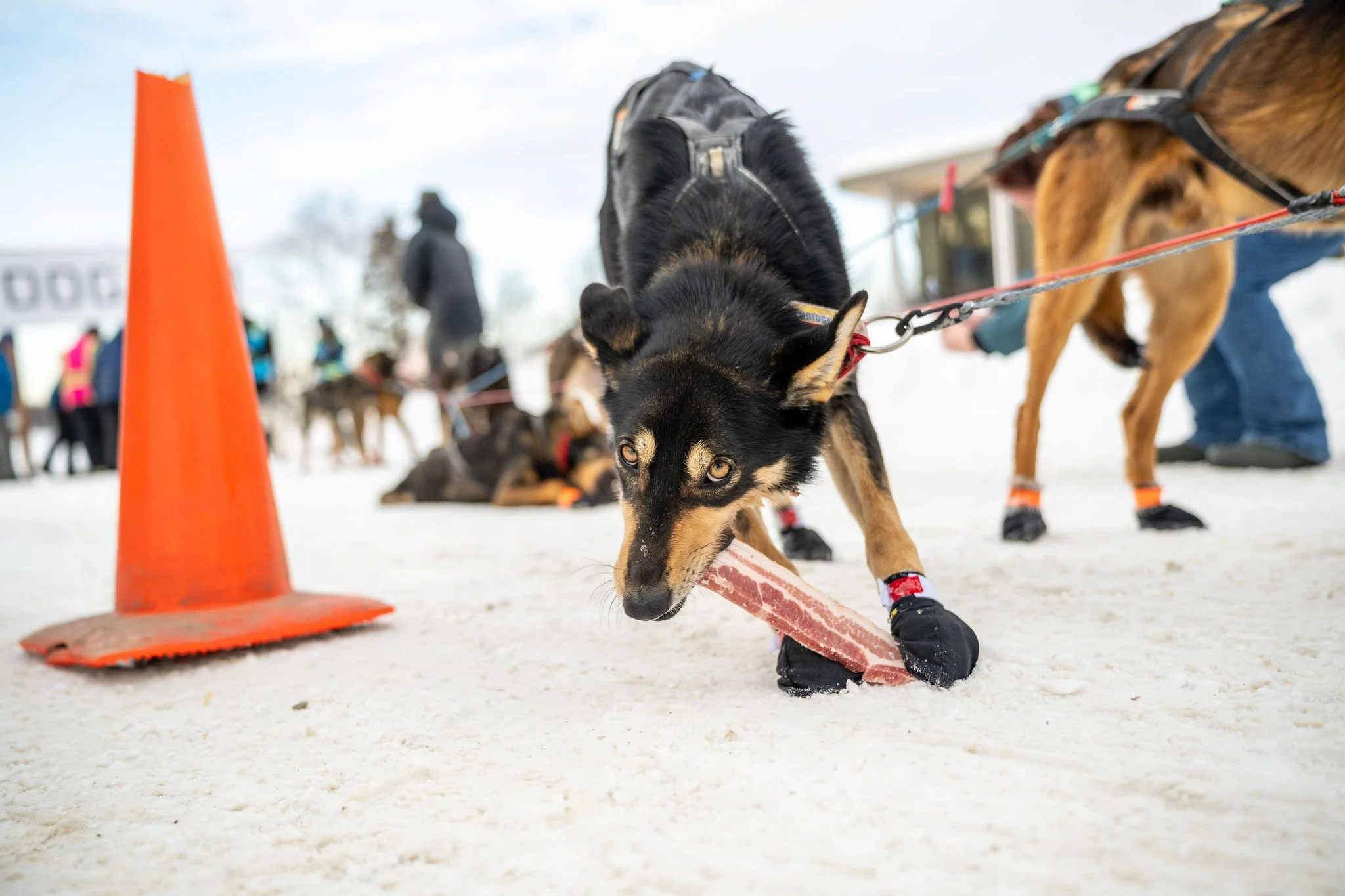 ©WhitneyMcLaren_2026_SuDog_Finish-8549.jpg