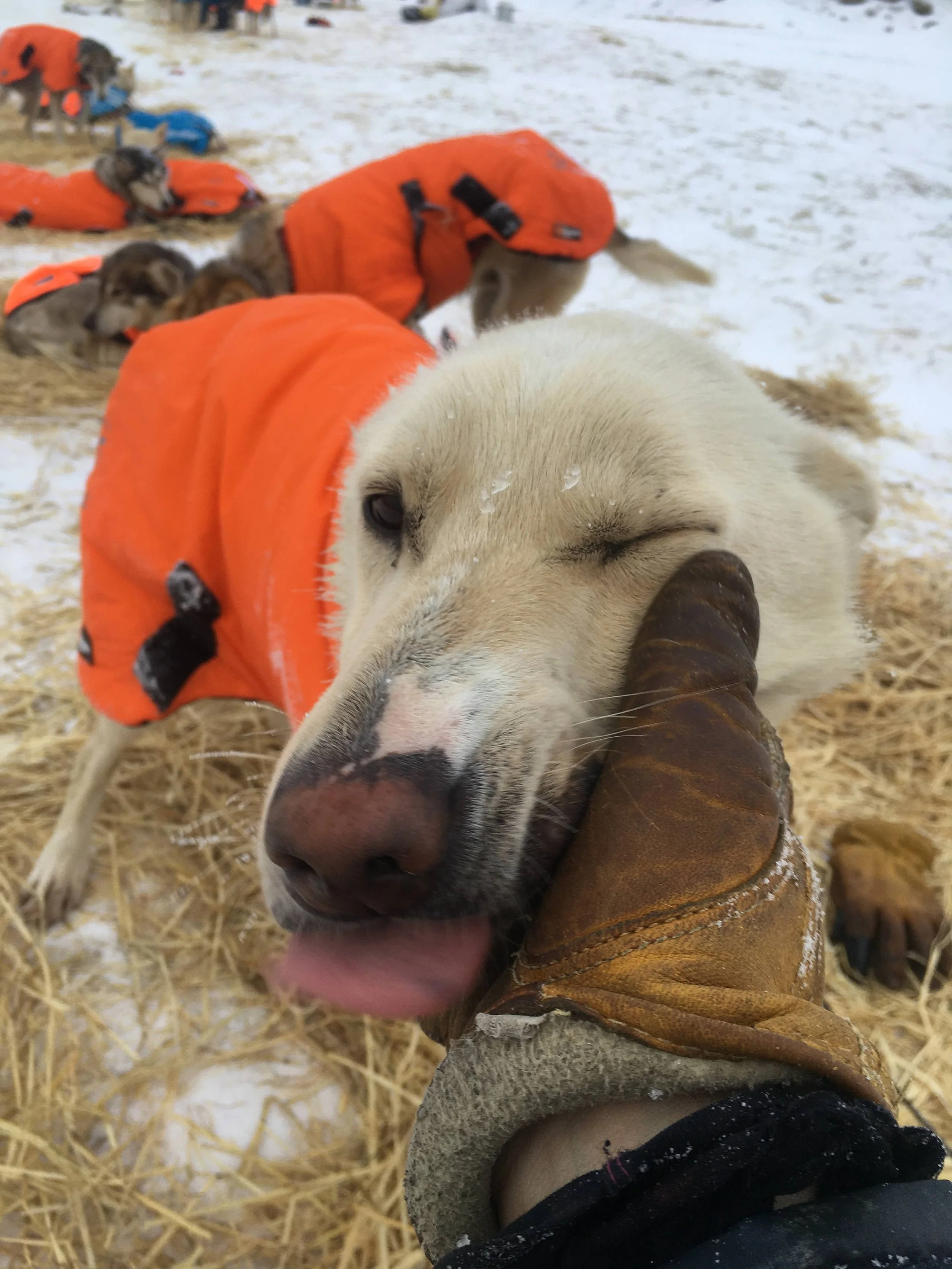 Musher Sign Up - OPEN NOW