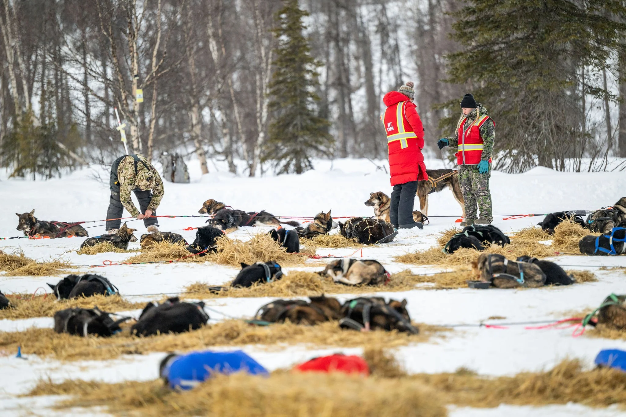 ©WhitneyMcLaren_2026_SuDog_forks-7989.jpg