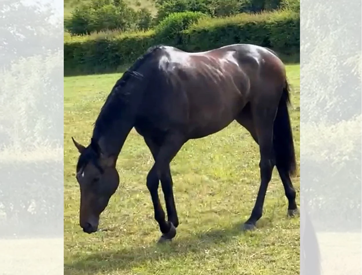 Gary Brown racehorse trainer of G Brown Racing at Badgerstown stables