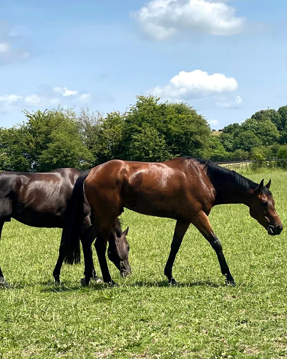 Gary Brown racehorse trainer of G Brown Racing at Badgerstown Stables