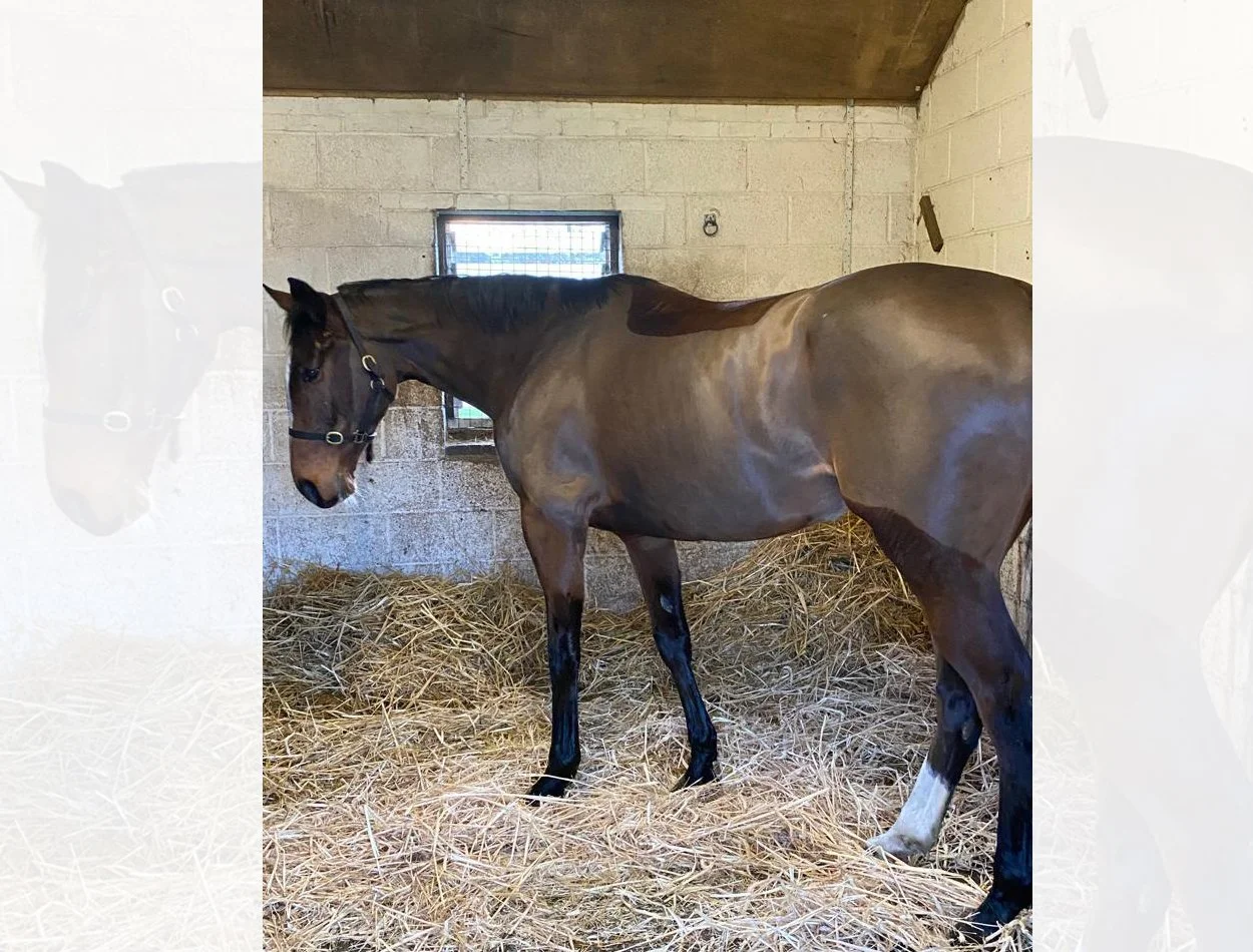 Gary Brown racehorse trainer of G Brown Racing at Badgerstown stables