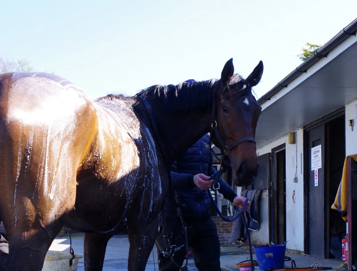 Gary Brown racehorse trainer of G Brown Racing at Badgerstown stables
