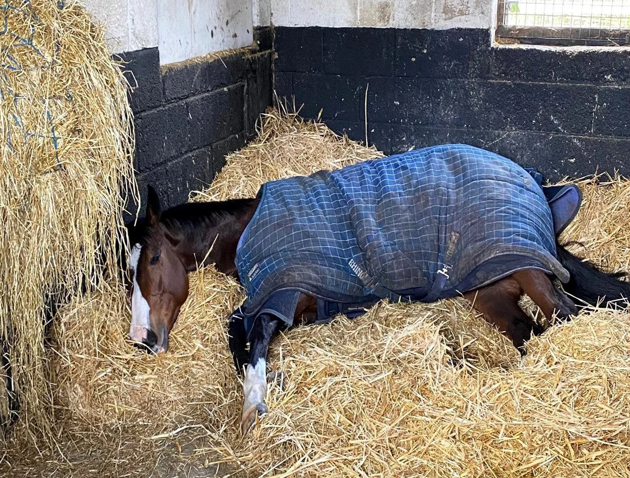 Gary Brown racehorse trainer of G Brown Racing at Badgerstown stables
