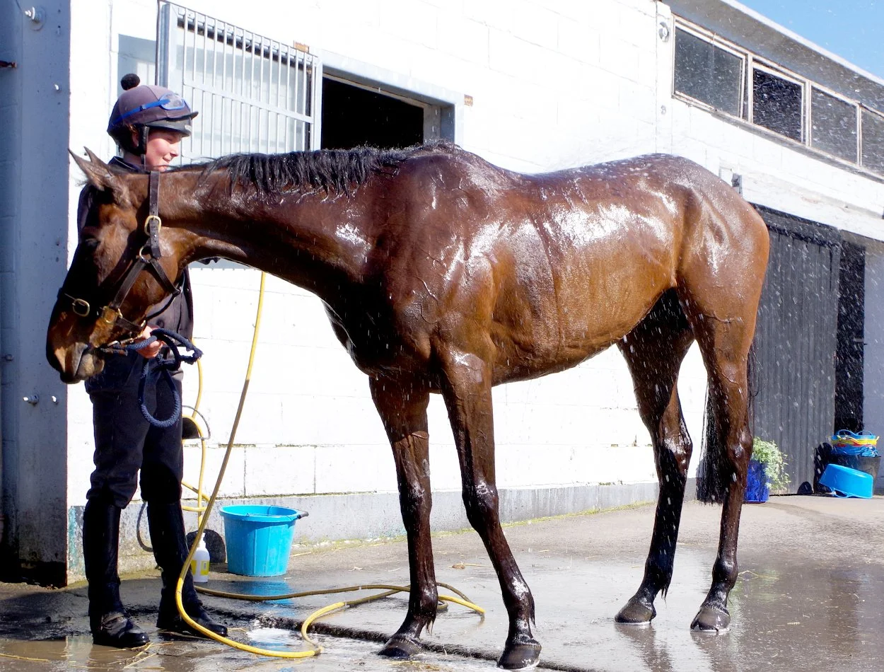 Gary Brown racehorse trainer of G Brown Racing at Badgerstown stables