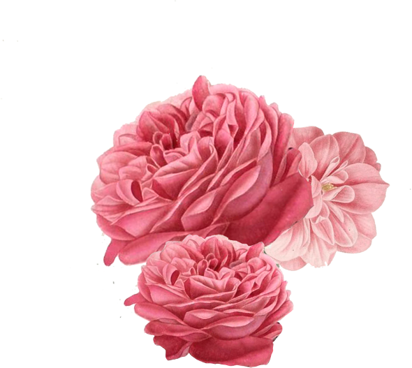 Flores.png