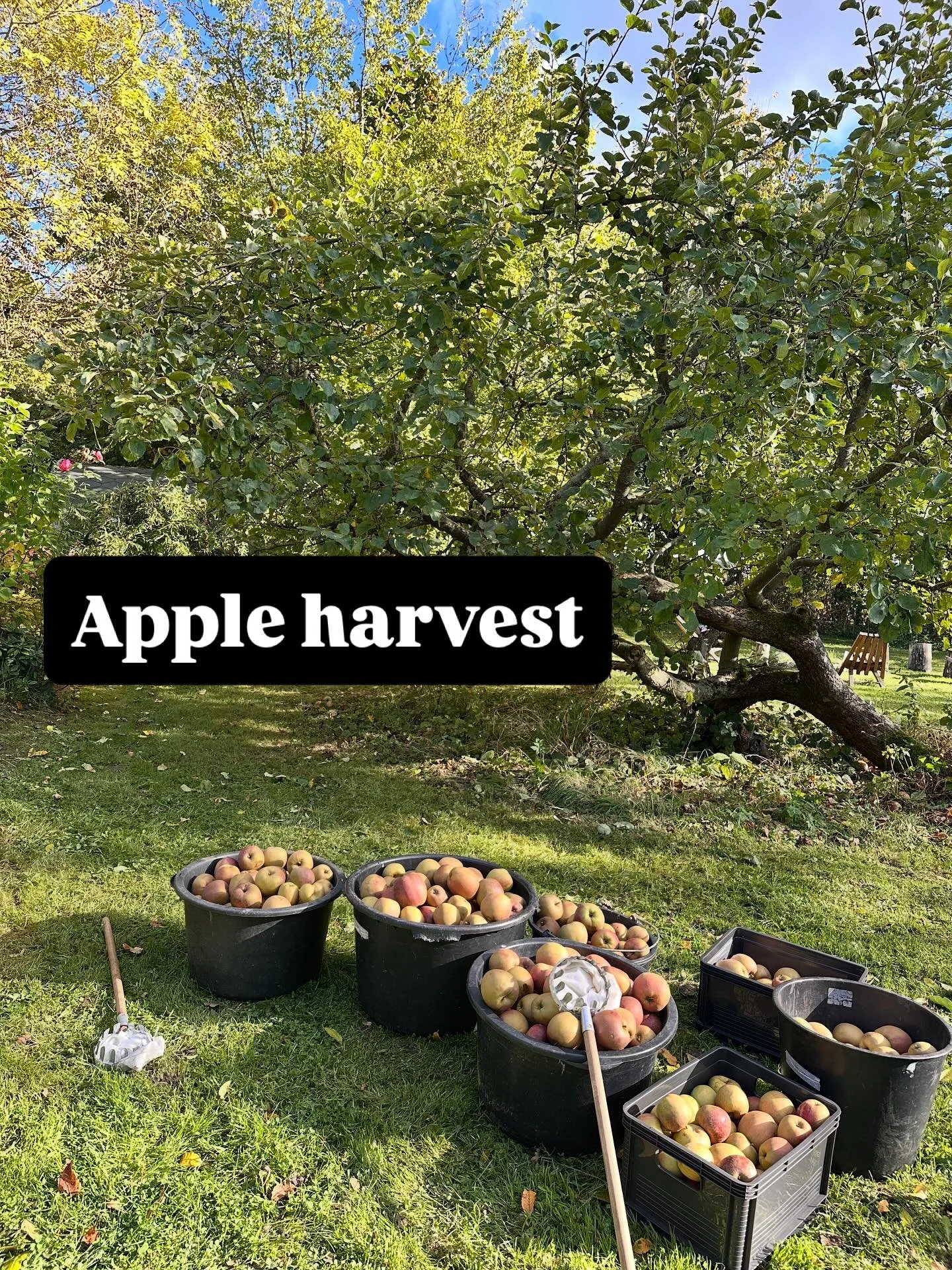 Sunny Saturday in Sensby.
Time to pick the pears and apples 🍎 
We&rsquo;re late this year, but there are loads.
Juice pressing to follow. 🙌💪