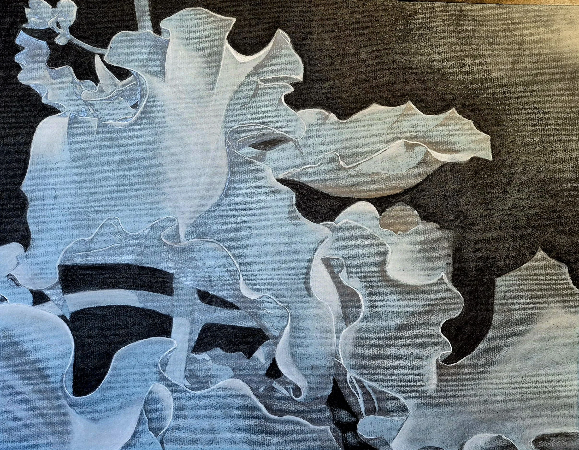 Cotyledon Leaves, by Claire Buckley; Pencil / graphite; Unframed dimensions - 19 x 32 cm; Framed dimensions - 22 x 35 cm; Price £670.00