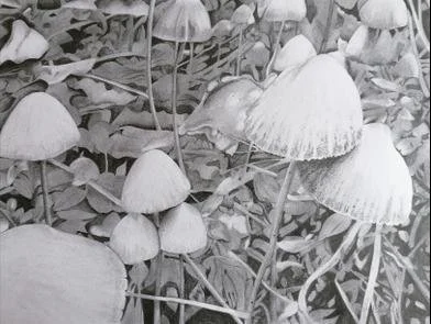 Mushrooms, by Claire Buckley.
Pencil / graphite.
Artwork - 32cm x 42cm
Framed - 48cm x 58cm
Price - £470