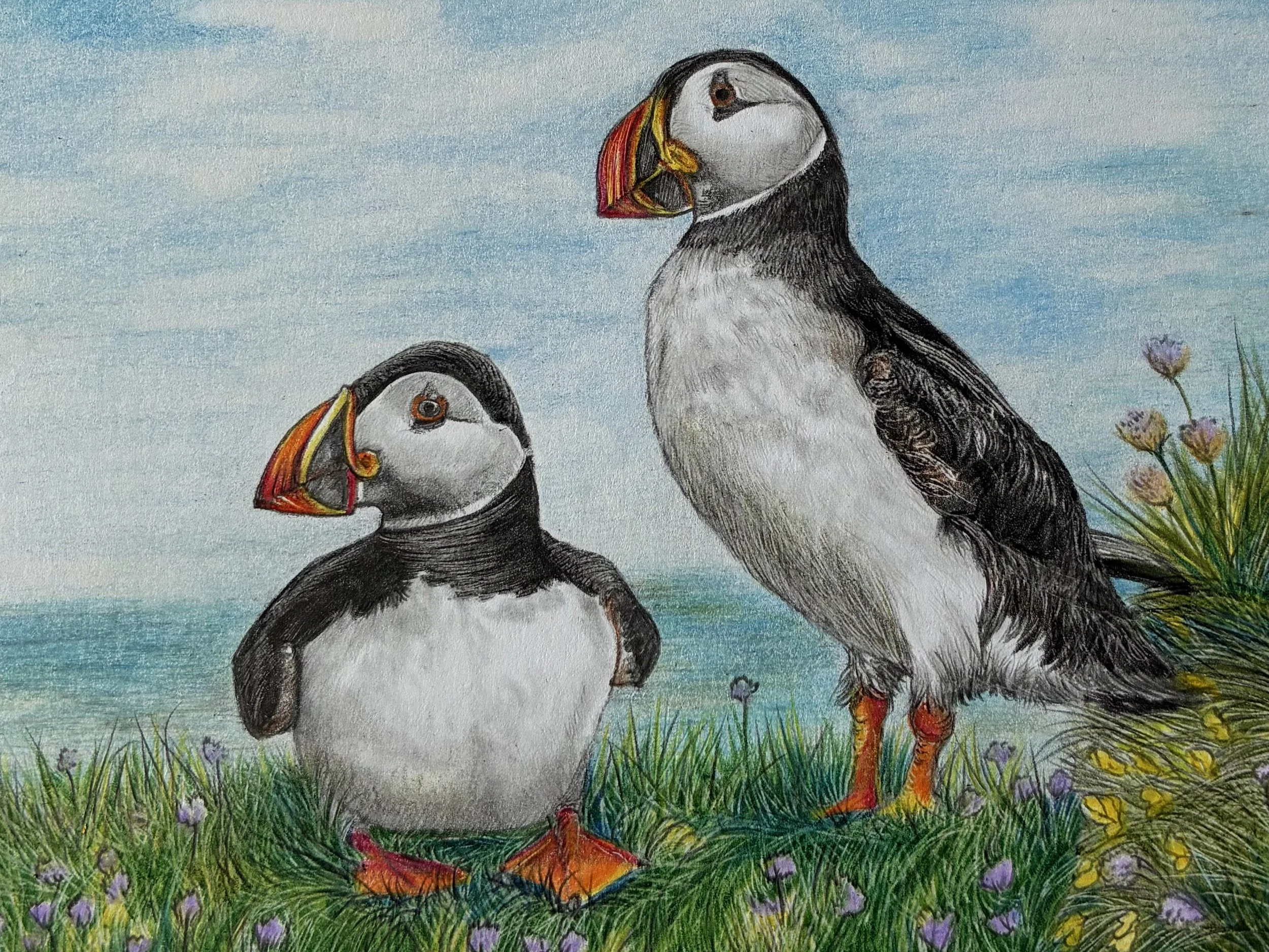Rathlin's puffins, by Kathryn Ferguson; Mixed dry media; Unframed dimensions - 21 x 23 cm; Framed dimensions 32 x 34 cm;  Price £165.00