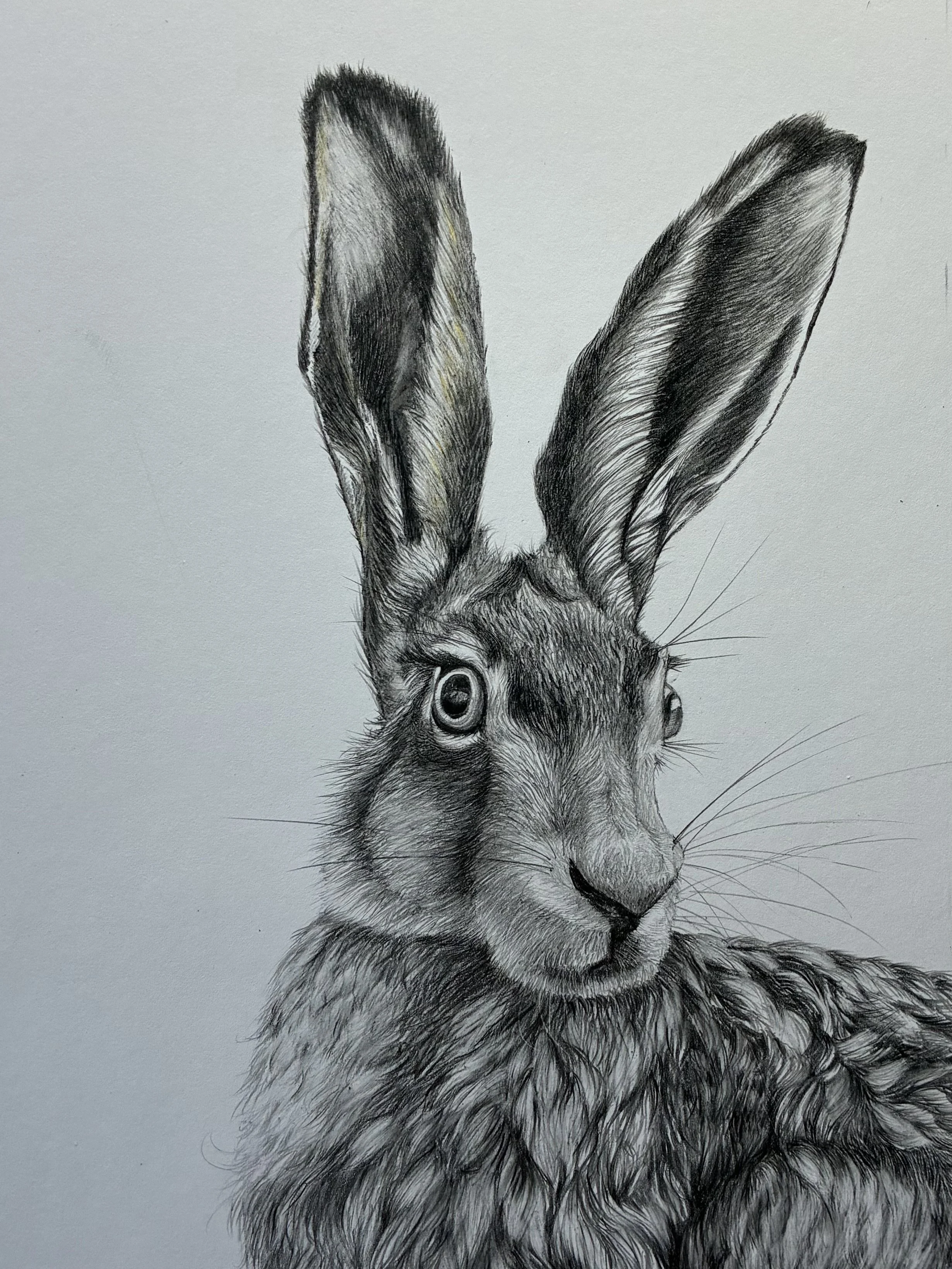 Hare, by Kathryn Ferguson; Pencil / graphite; Unframed dimensions - 30 x 23 cm; Framed dimensions - 36 x 29 cm; Price £135.00