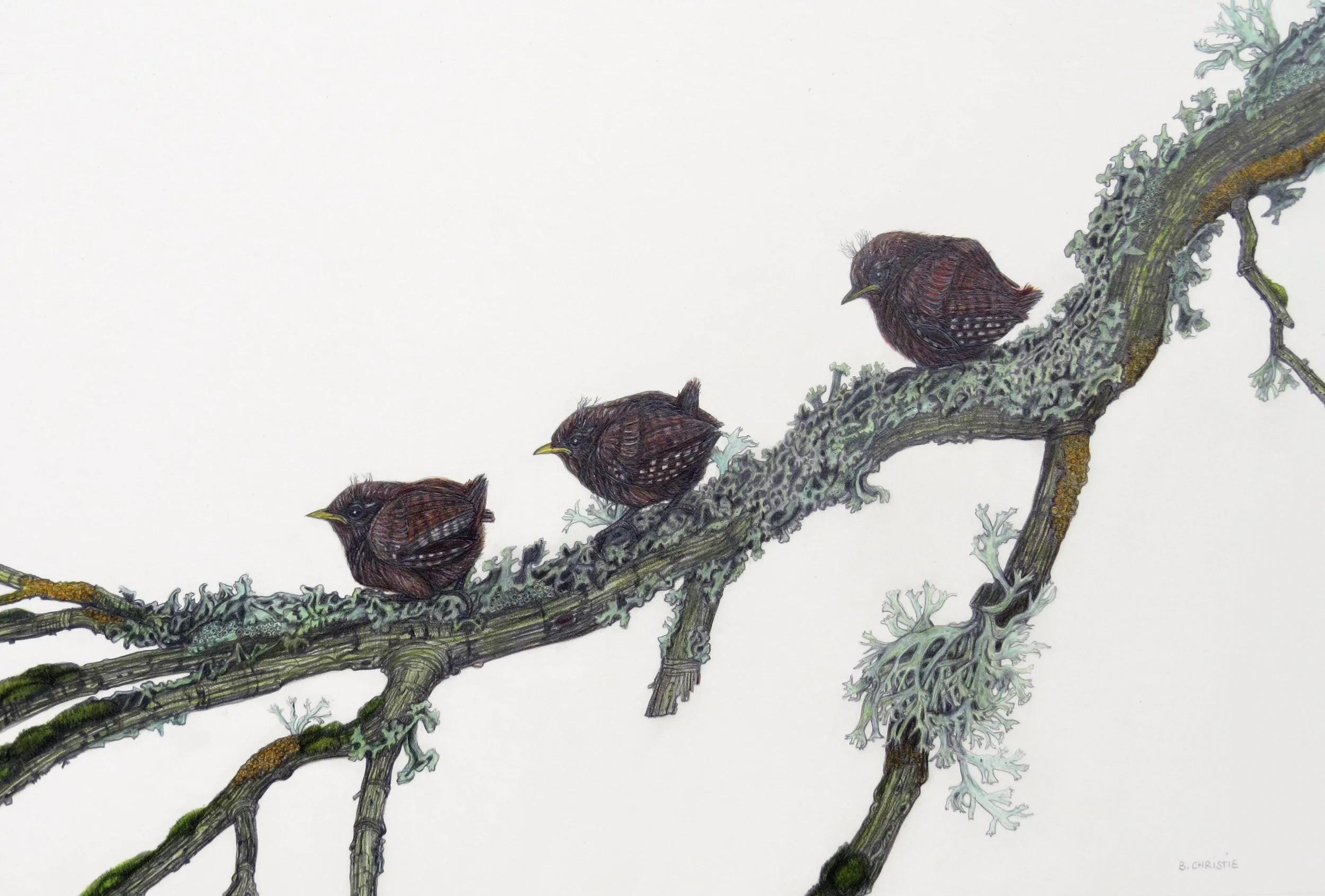 Three fledgling wrens, by Betty Christie; Coloured pencils; Unframed dimensions - 33 x 50 cm; framed dimensions - 55 x 72 cm; Price £350.00