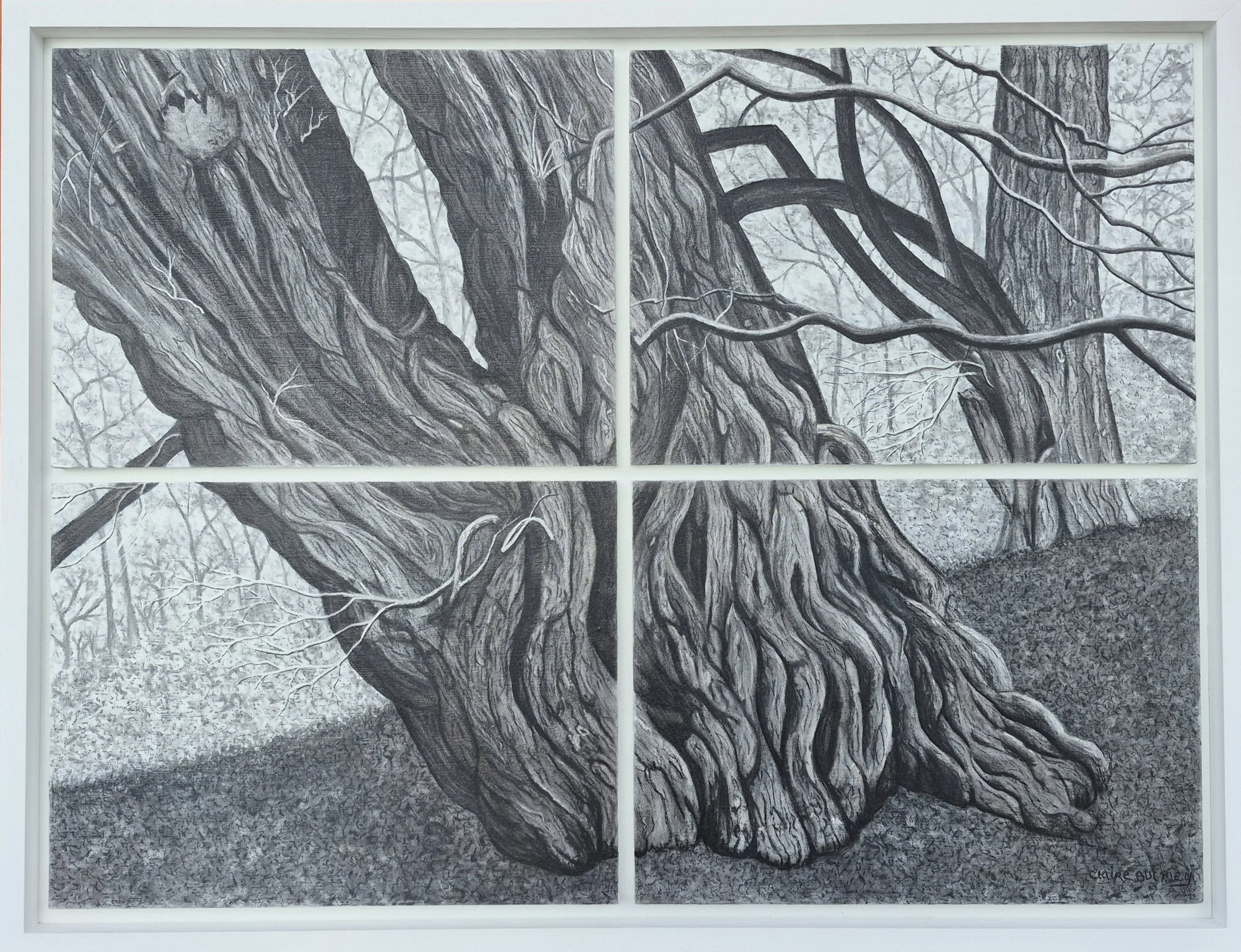 Glencormach Yew , by Claire Buckley; Charcoal; Price - £570.00